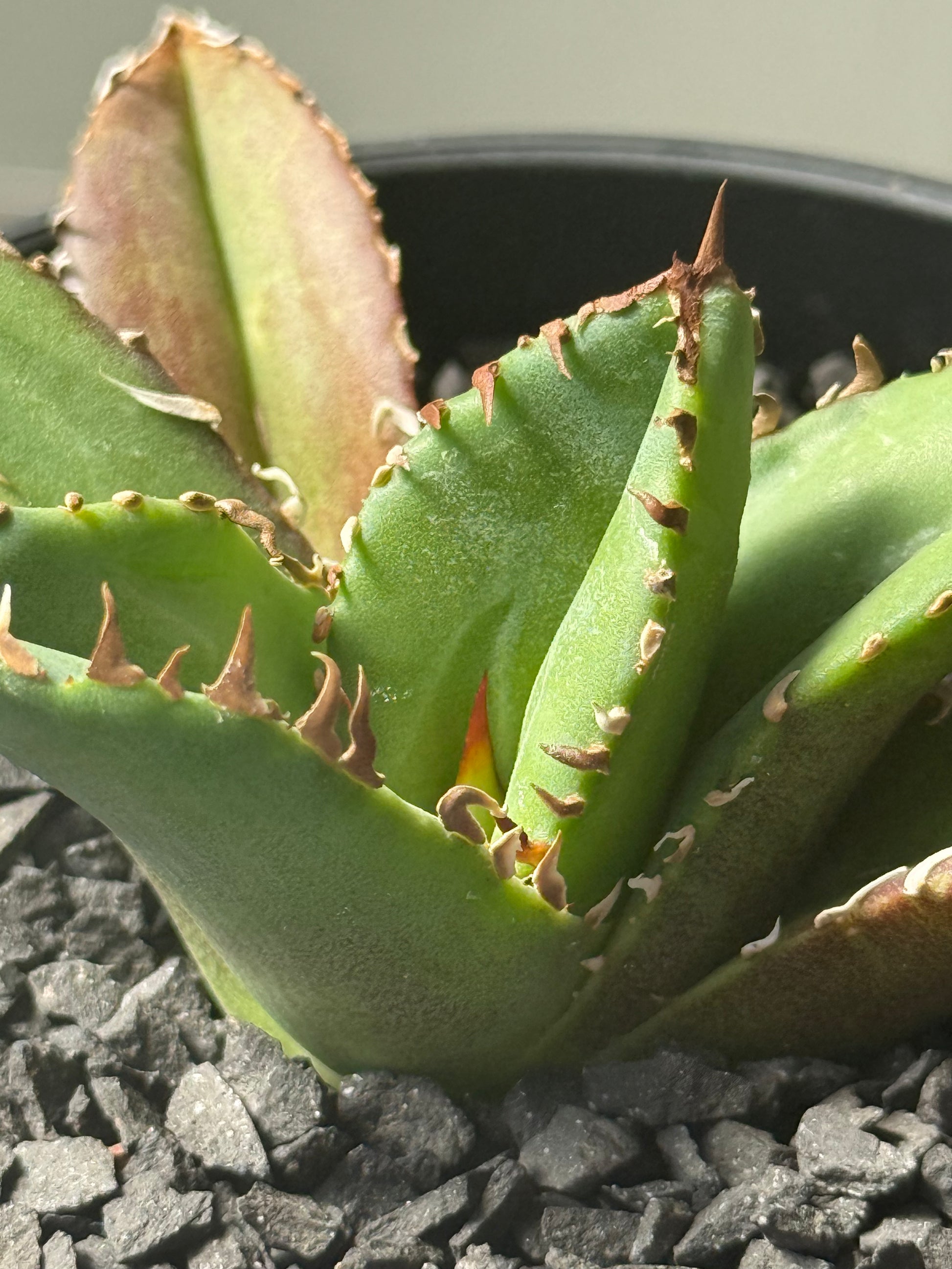 【Stano.Lab】<br>アガベ チタノタ <br>'クラウン'