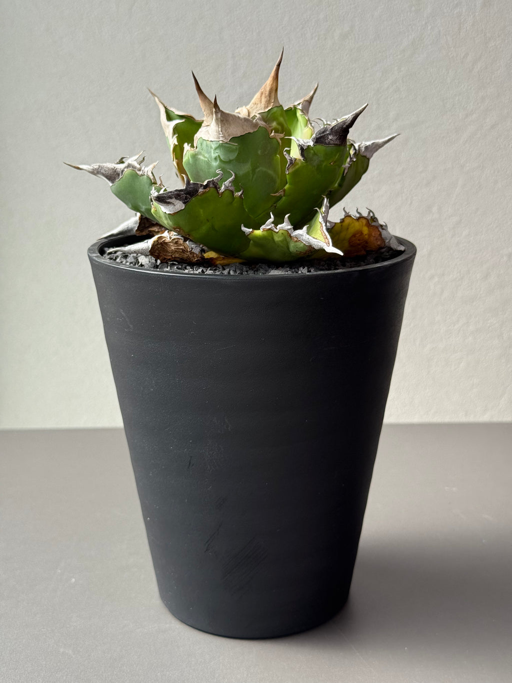 【Stano.Lab】<br>アガベ チタノタ<br> 'ホワイトファイヤー' GT-22