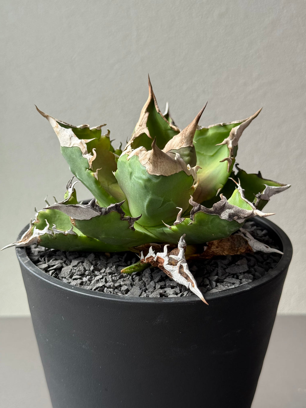 【Stano.Lab】<br>アガベ チタノタ<br> 'ホワイトファイヤー' GT-22