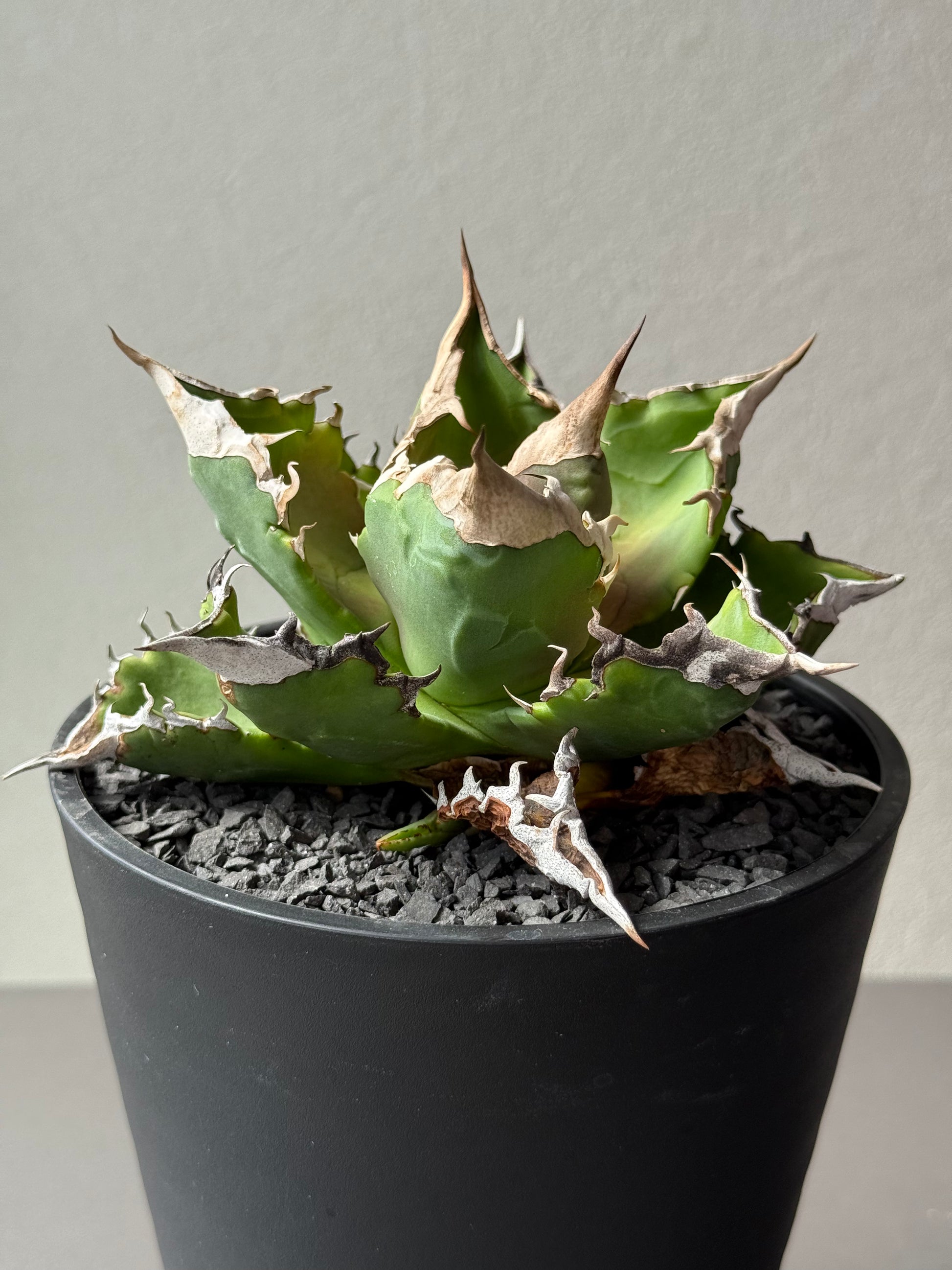 【Stano.Lab】<br>アガベ チタノタ<br> 'ホワイトファイヤー' GT-23