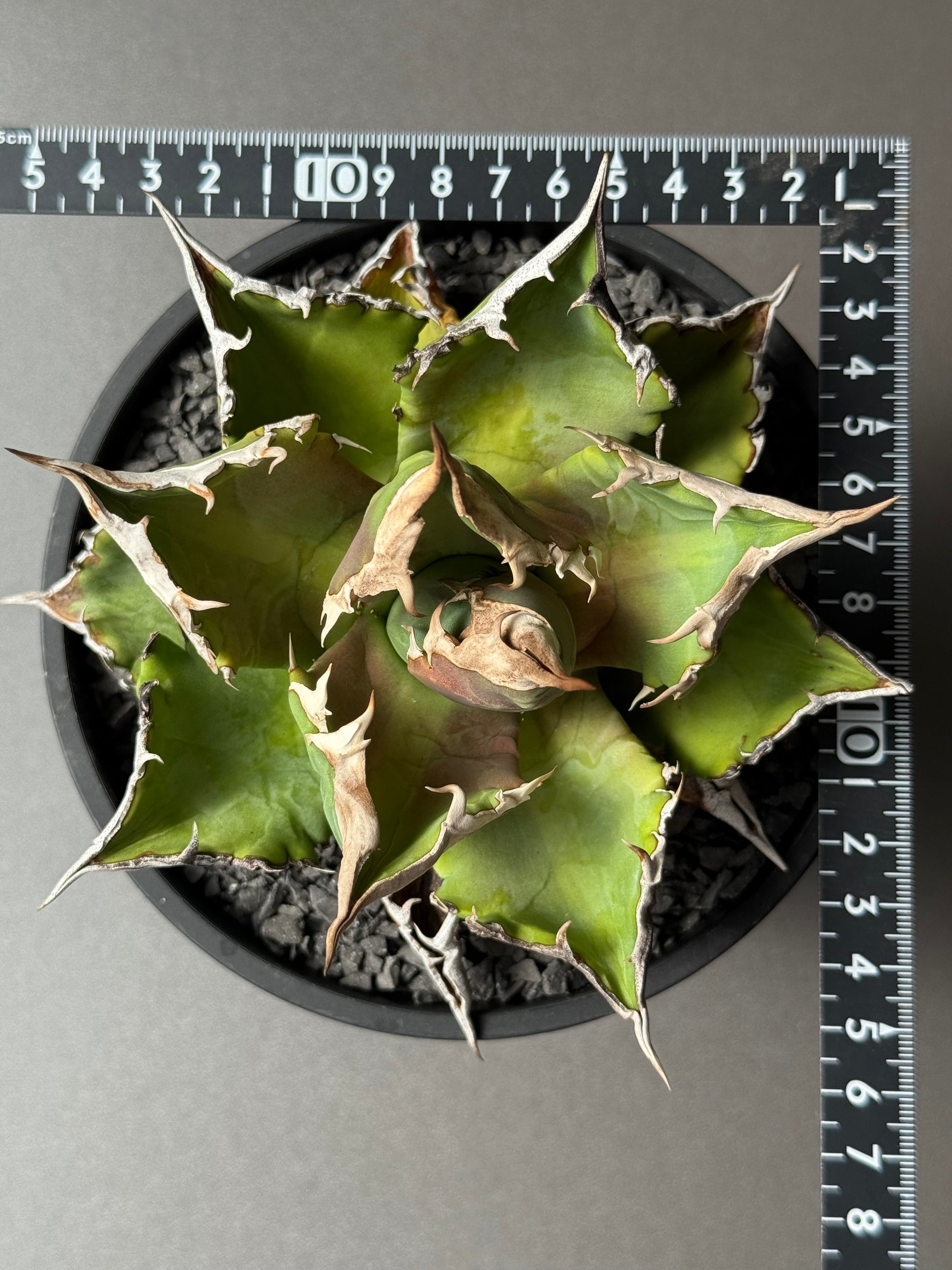 【Stano.Lab】<br>アガベ チタノタ<br> 'ホワイトファイヤー' GT-23