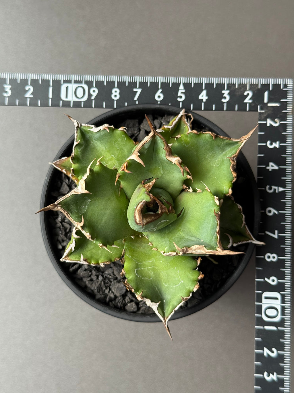 【Stano.Lab】<br>アガベ チタノタ<br> 'ホワイトファイヤー' GT-24