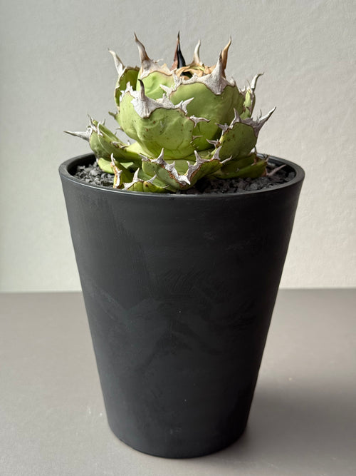 【Stano.Lab】<br>アガベ チタノタ<br> 'アザラシ' GT-26