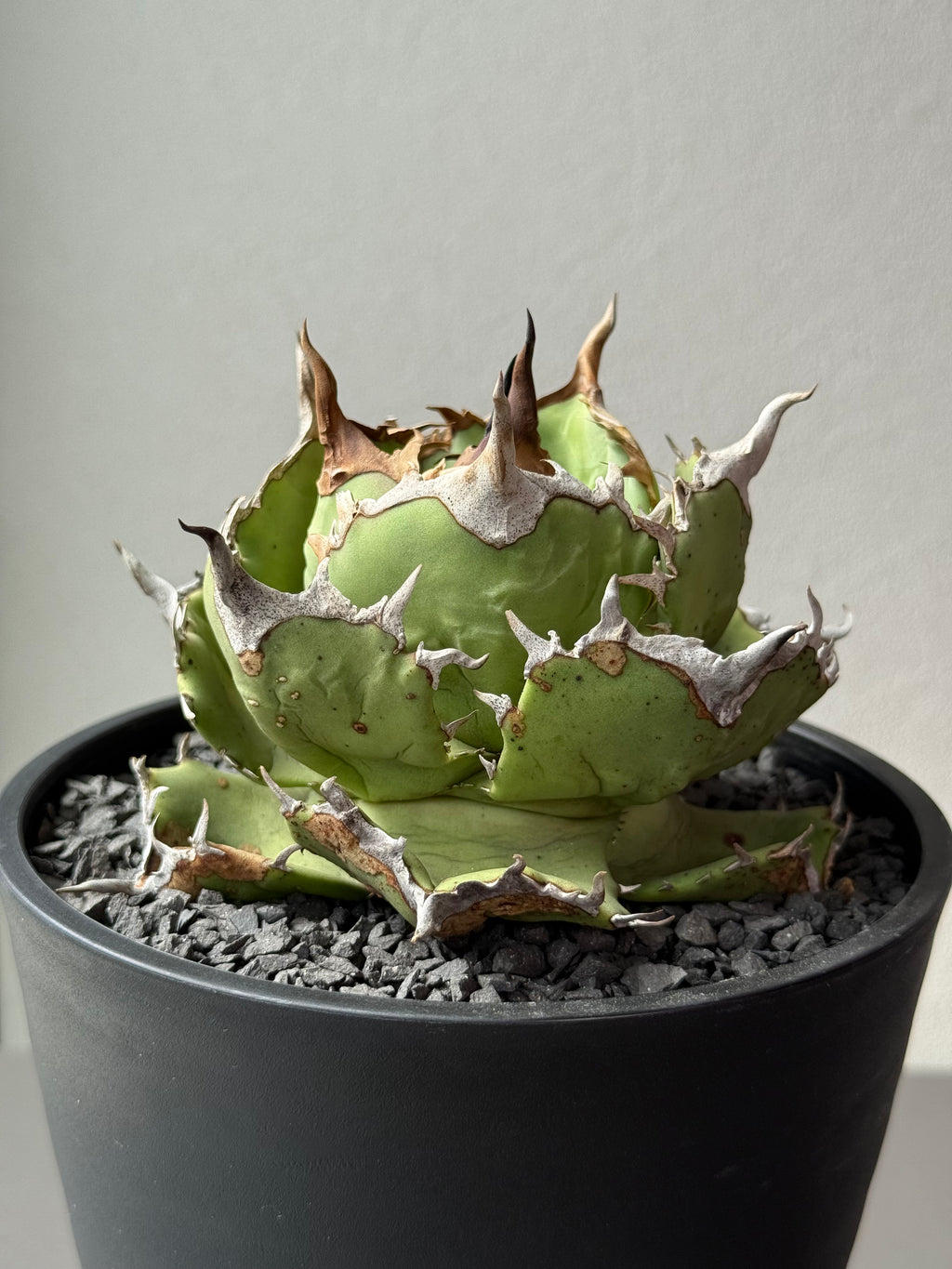 【Stano.Lab】<br>アガベ チタノタ<br> 'アザラシ' GT-26