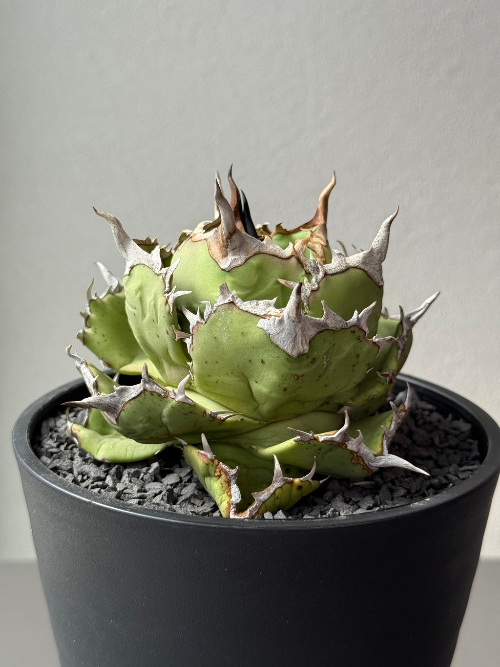 【Stano.Lab】<br>アガベ チタノタ<br> 'アザラシ' GT-26