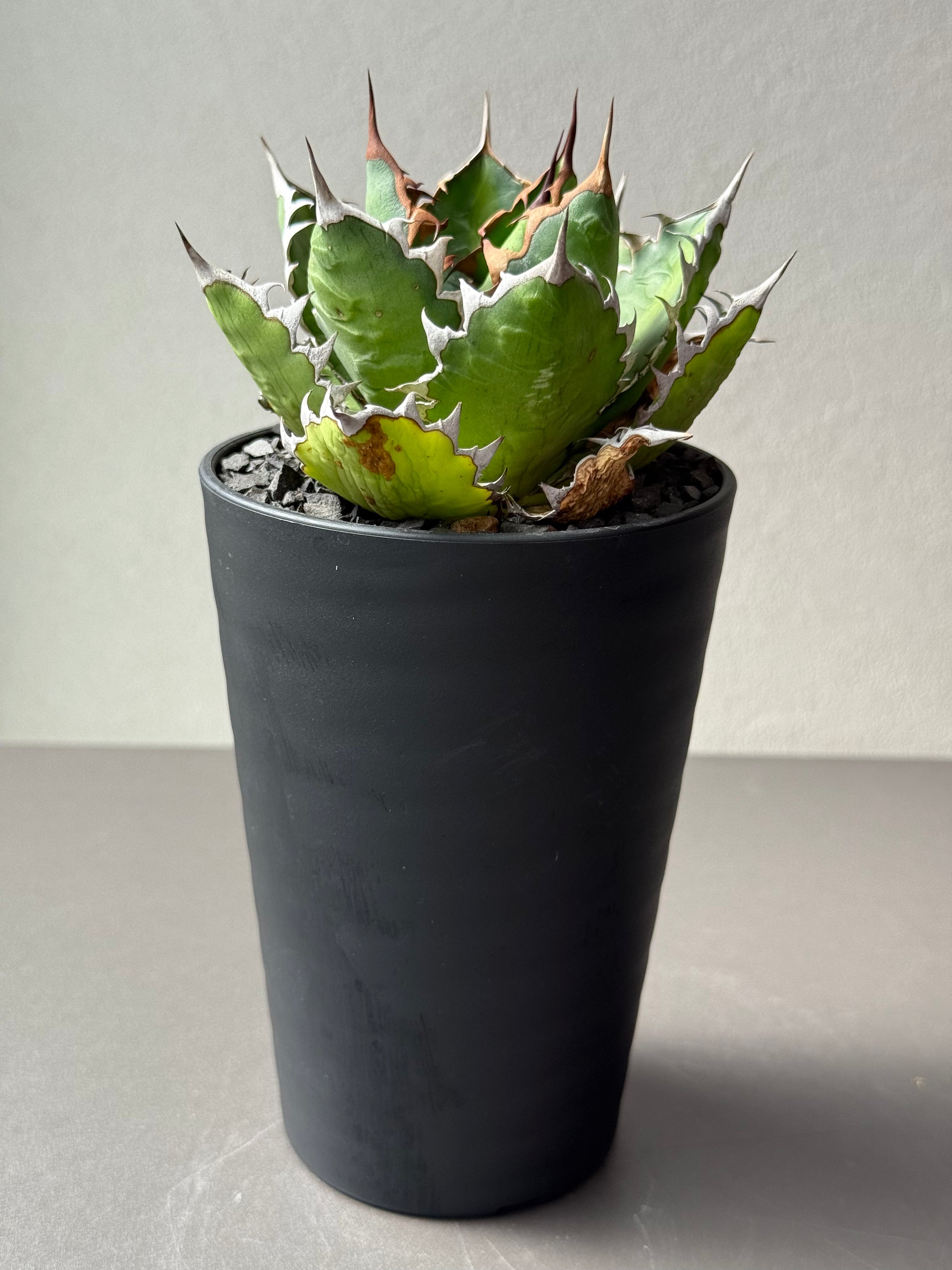 【Stano.Lab】<br>アガベ サハイブリッド<br> '万代X厳龍' GT-27