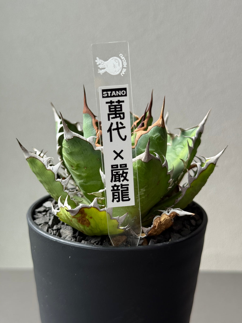 【Stano.Lab】<br>アガベ サハイブリッド<br> '万代X厳龍' GT-27