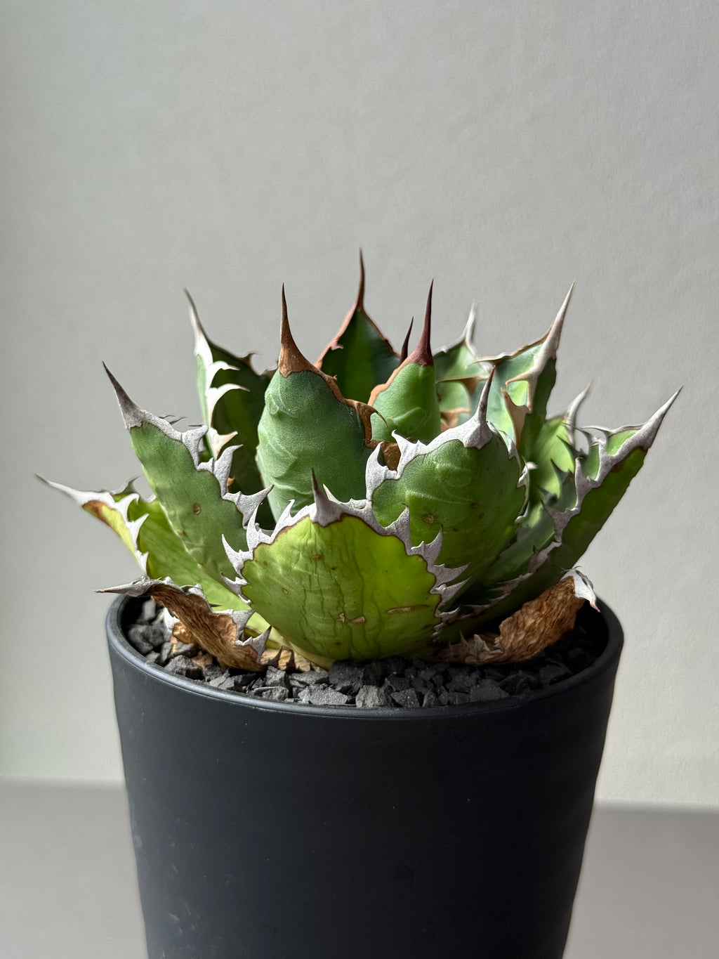 【Stano.Lab】<br>アガベ サハイブリッド<br> '万代X厳龍' GT-27