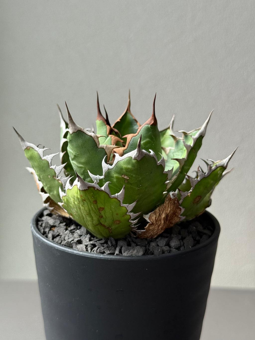 【Stano.Lab】<br>アガベ サハイブリッド<br> '万代X厳龍' GT-27