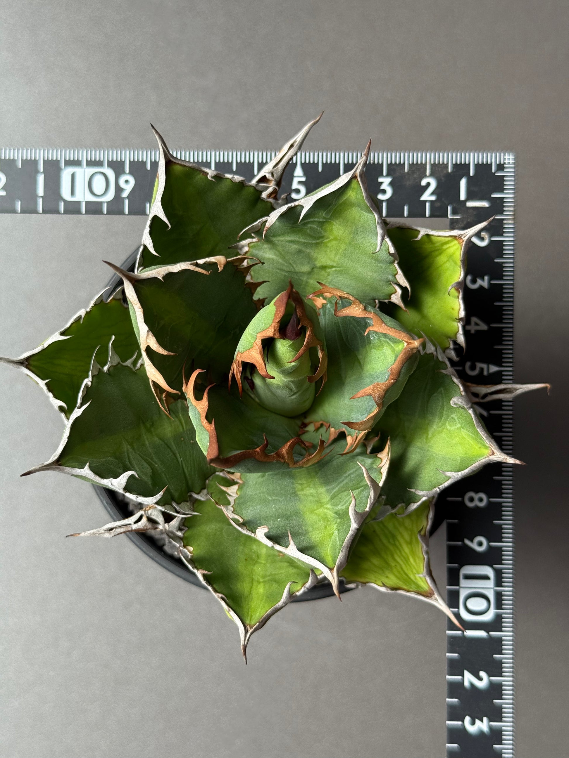 【Stano.Lab】<br>アガベ サハイブリッド<br> '万代X厳龍' GT-27