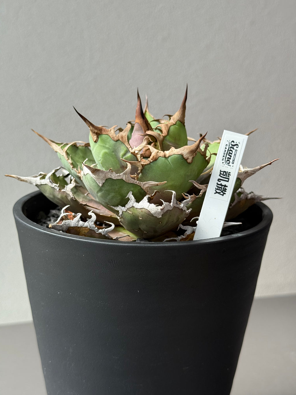 【Stano.Lab】<br>アガベ チタノタ<br> 'シーザー' GT-29