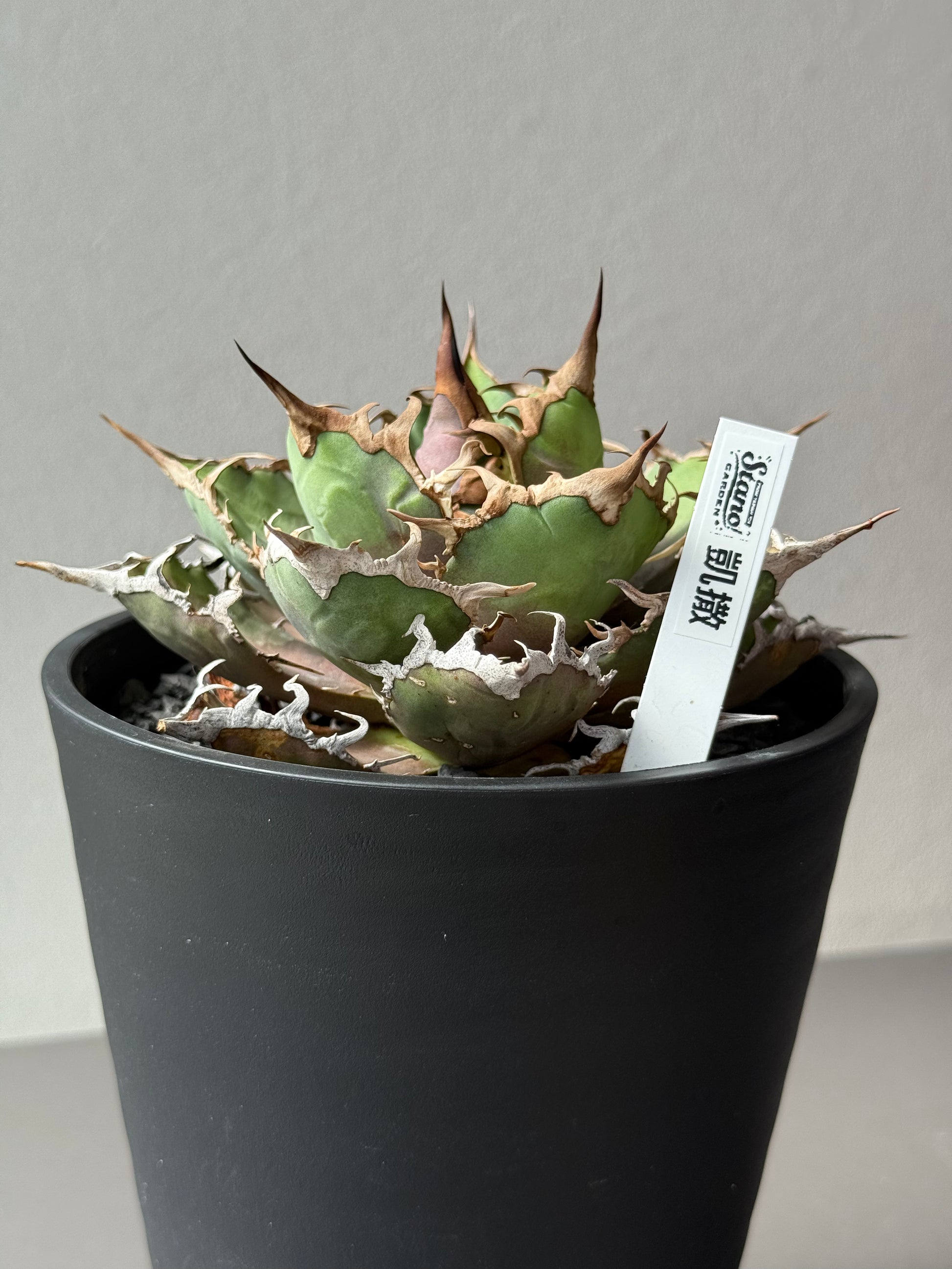 【Stano.Lab】<br>アガベ チタノタ<br> 'シーザー' GT-29