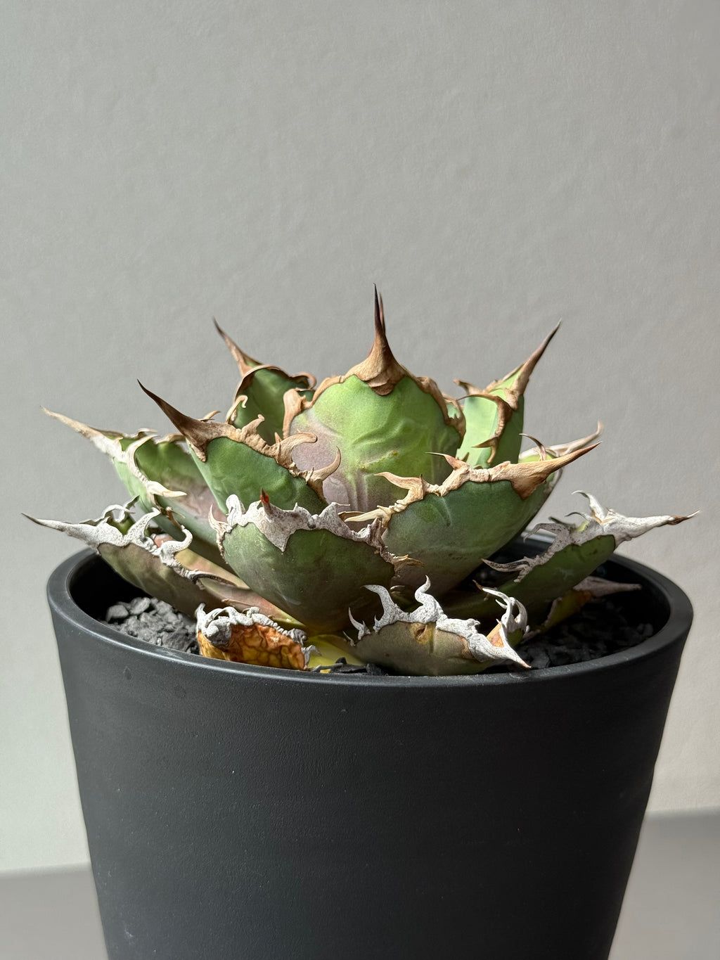 【Stano.Lab】<br>アガベ チタノタ<br> 'シーザー' GT-29