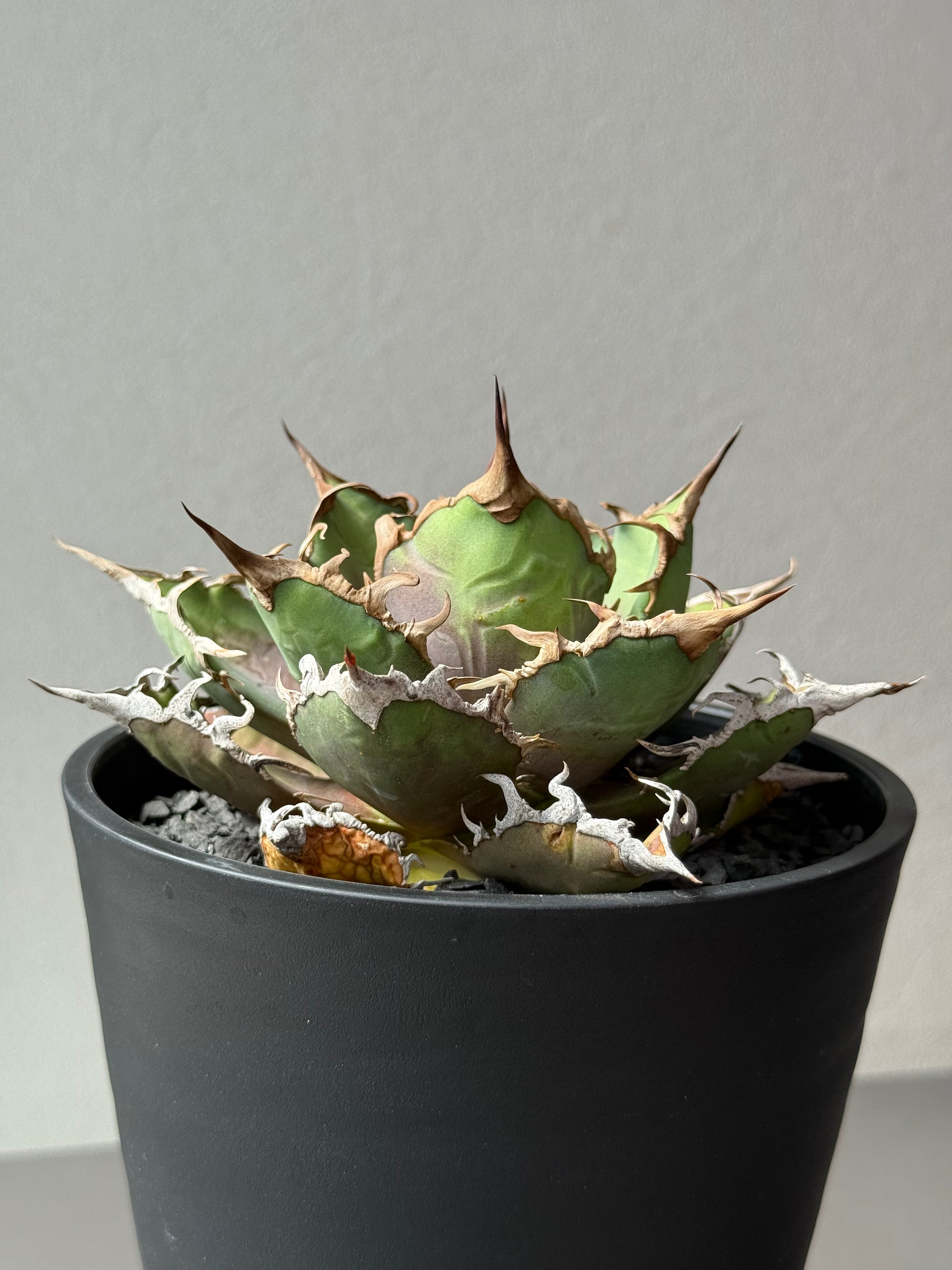 【Stano.Lab】<br>アガベ チタノタ<br> 'シーザー' GT-29