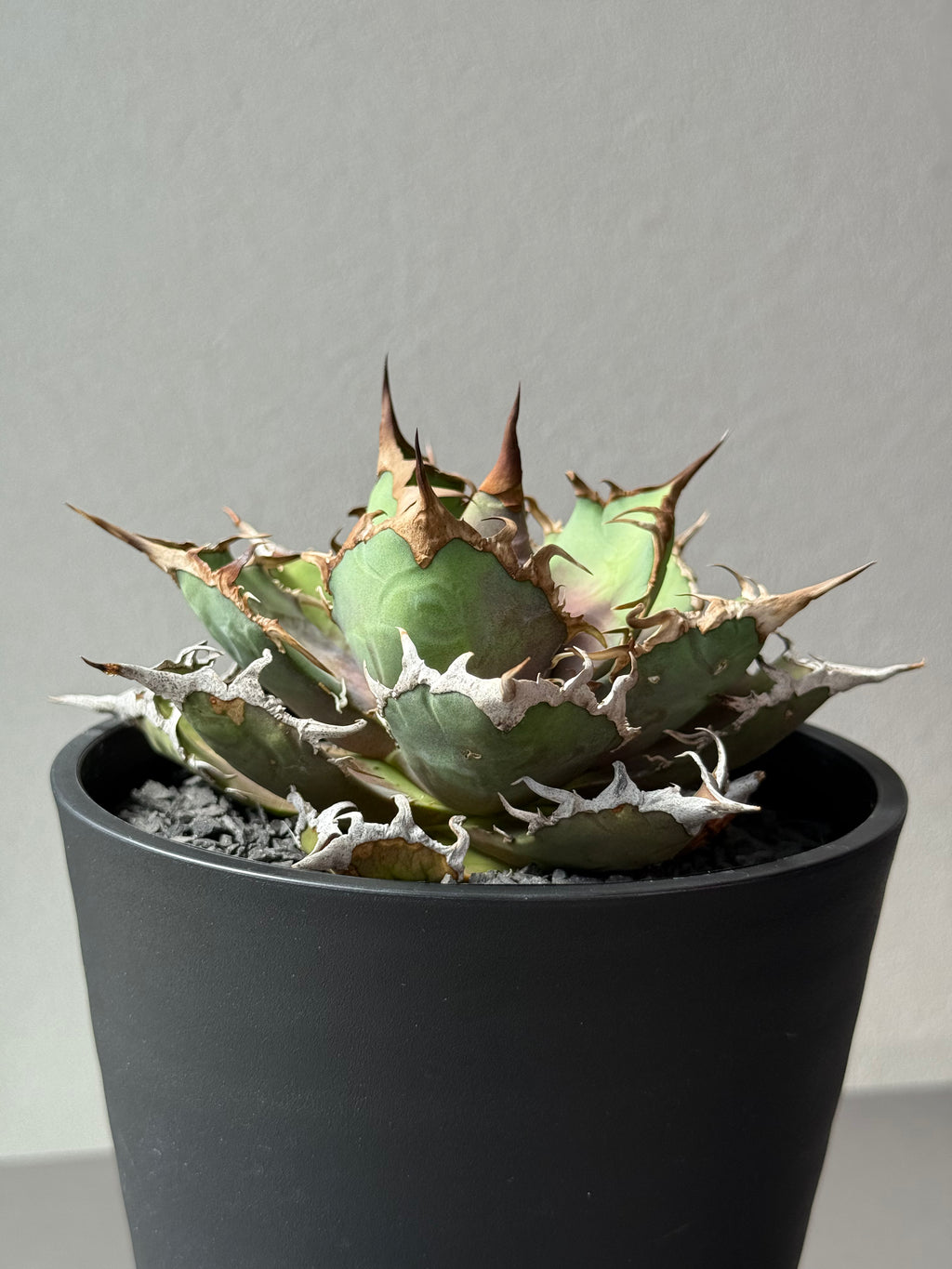 【Stano.Lab】<br>アガベ チタノタ<br> 'シーザー' GT-29