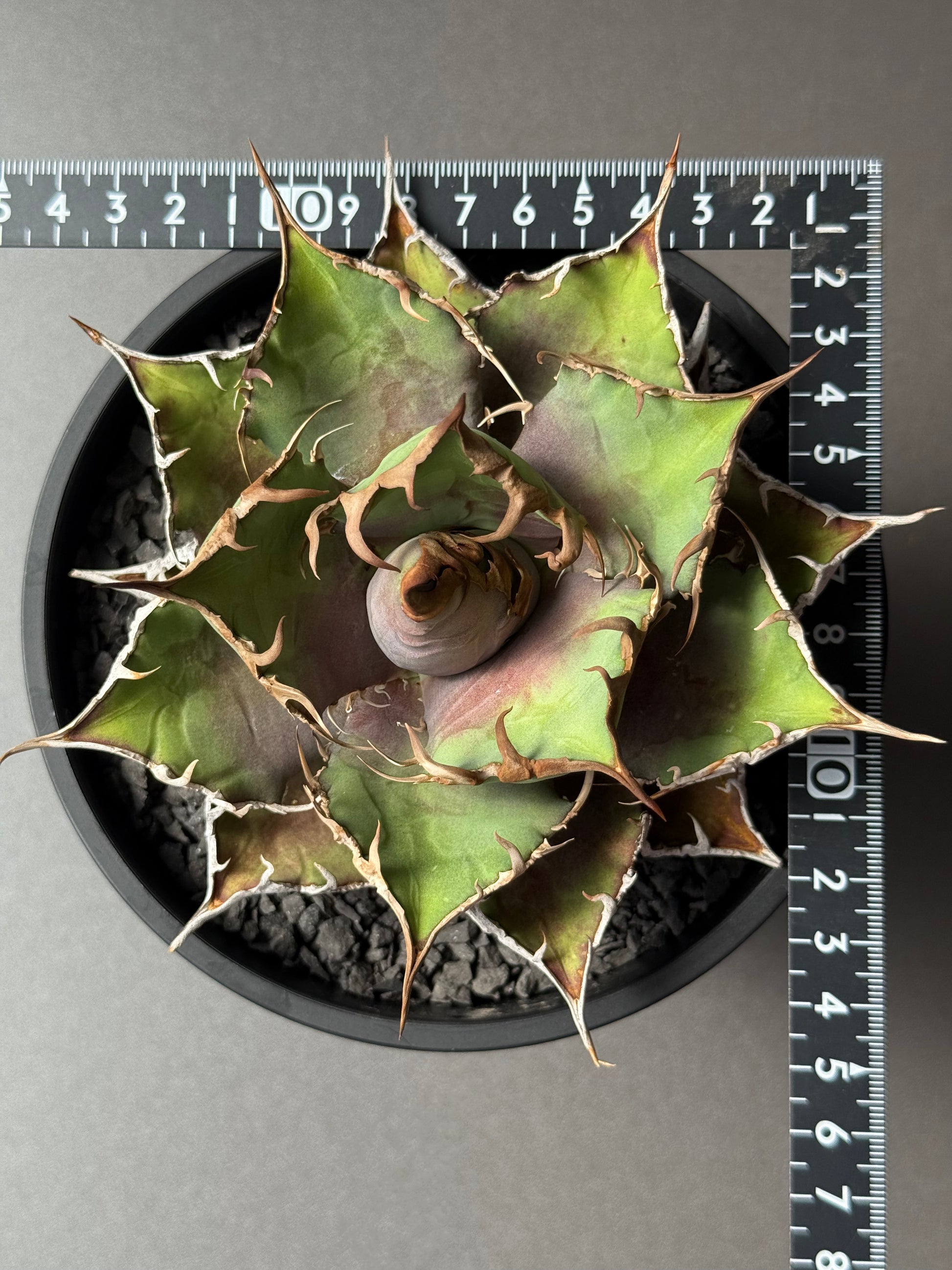 【Stano.Lab】<br>アガベ チタノタ<br> 'シーザー' GT-29