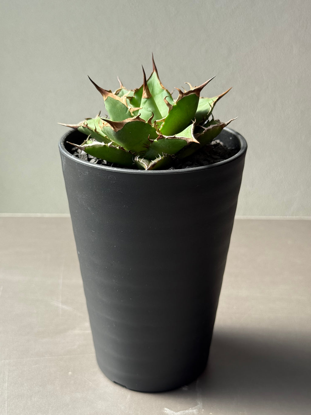 【Stano.Lab】<br>アガベ チタノタ<br> 'フィッシュ ボーン' GT-3