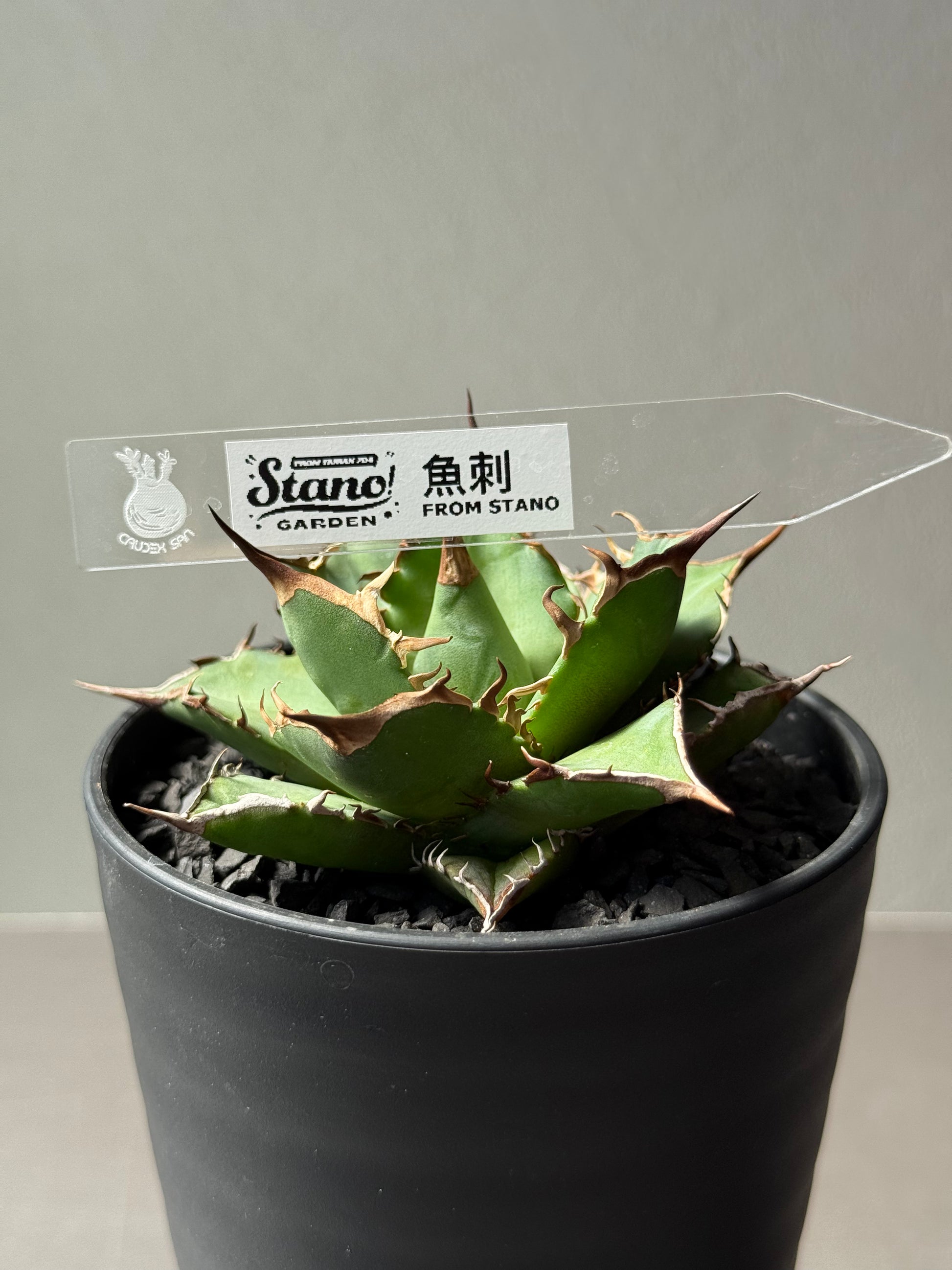 【Stano.Lab】<br>アガベ チタノタ<br> 'フィッシュ ボーン' GT-3