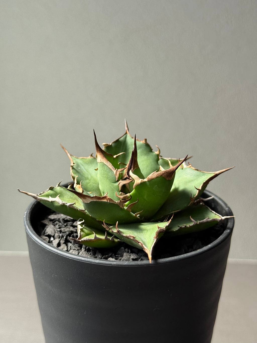 【Stano.Lab】<br>アガベ チタノタ<br> 'フィッシュ ボーン' GT-3