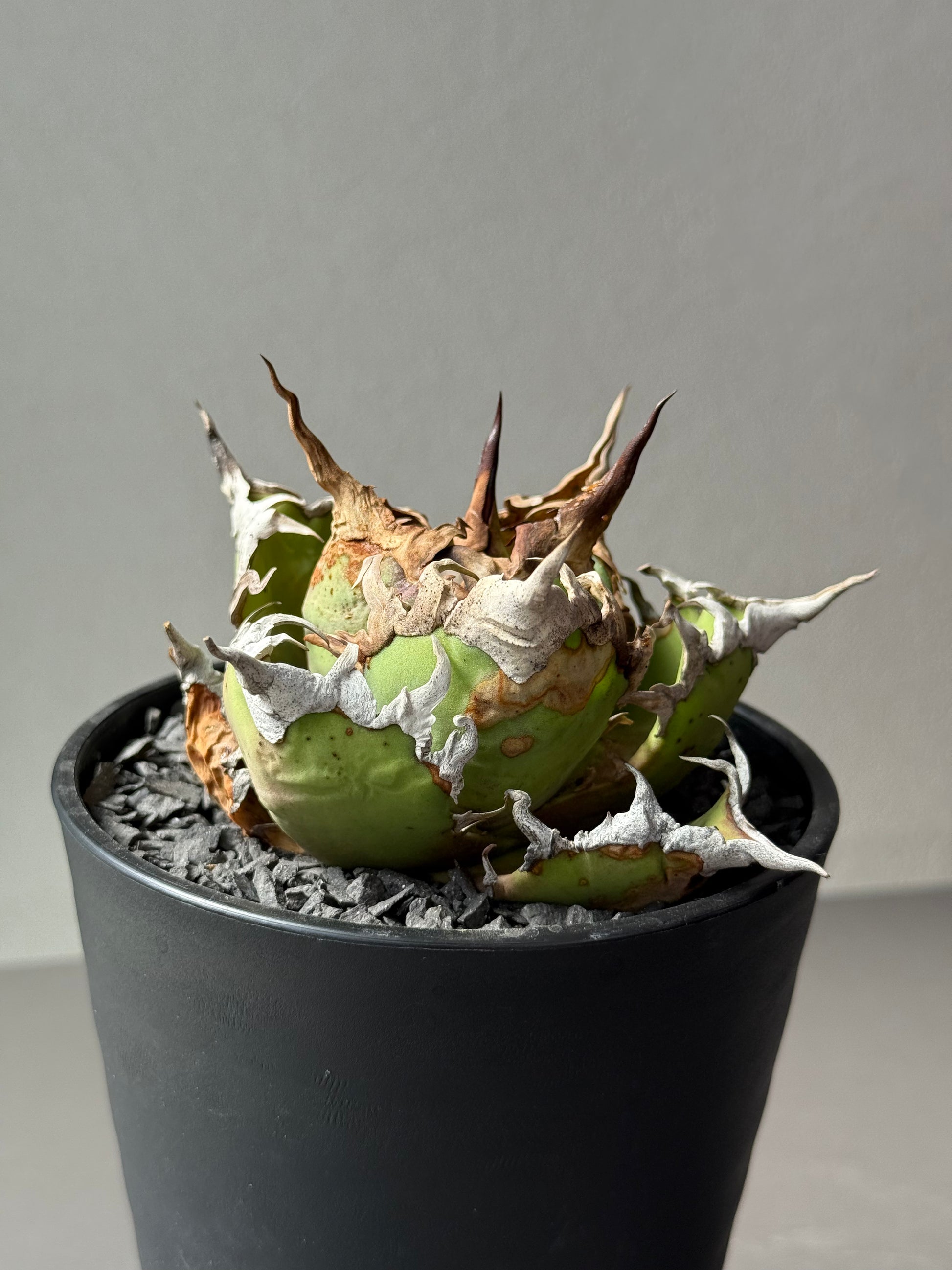 【Stano.Lab】<br>アガベ チタノタ<br> 'シーザー' GT-30