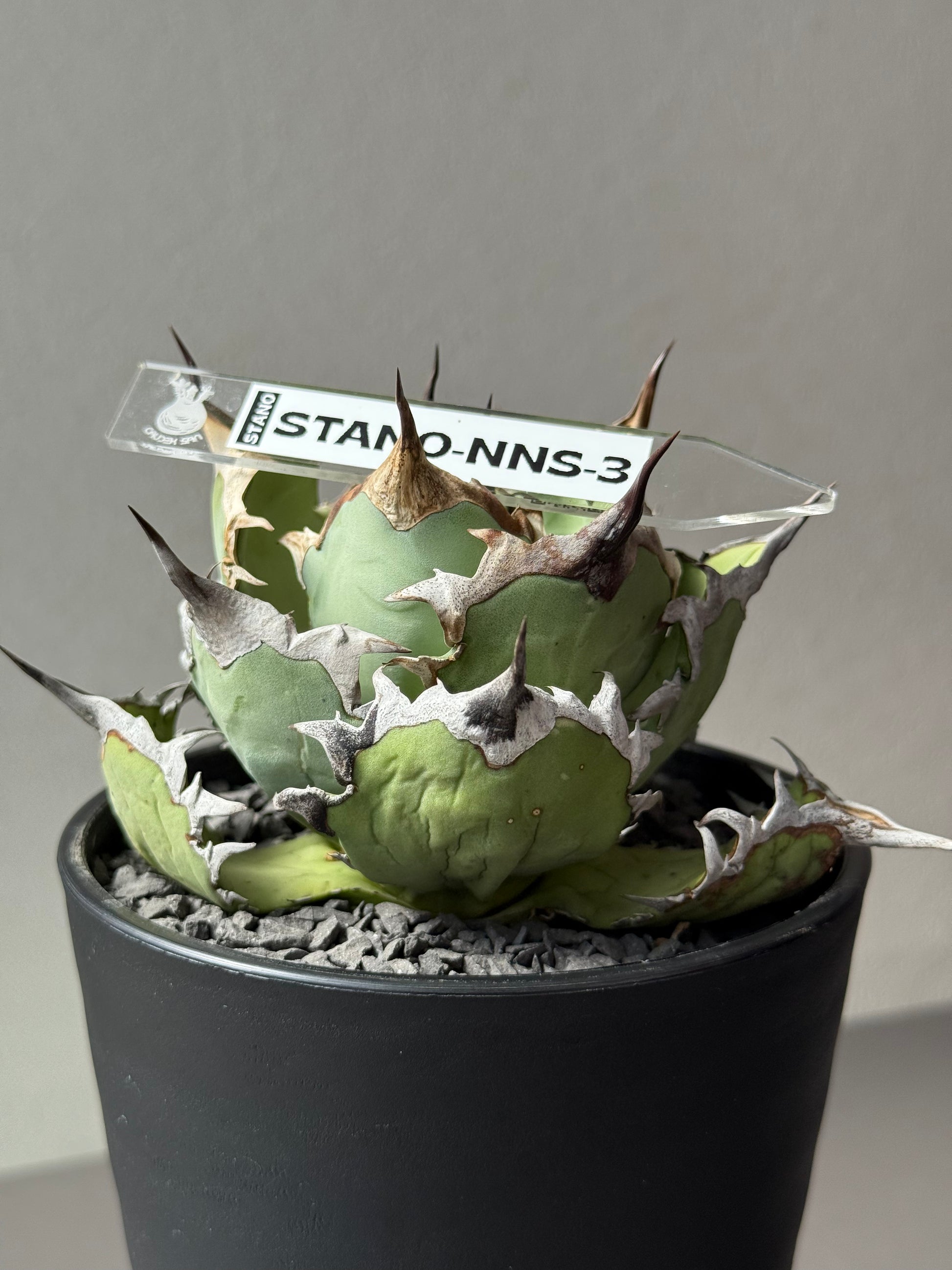 【Stano.Lab】<br>アガベ チタノタ<br> 'カゲザメ'