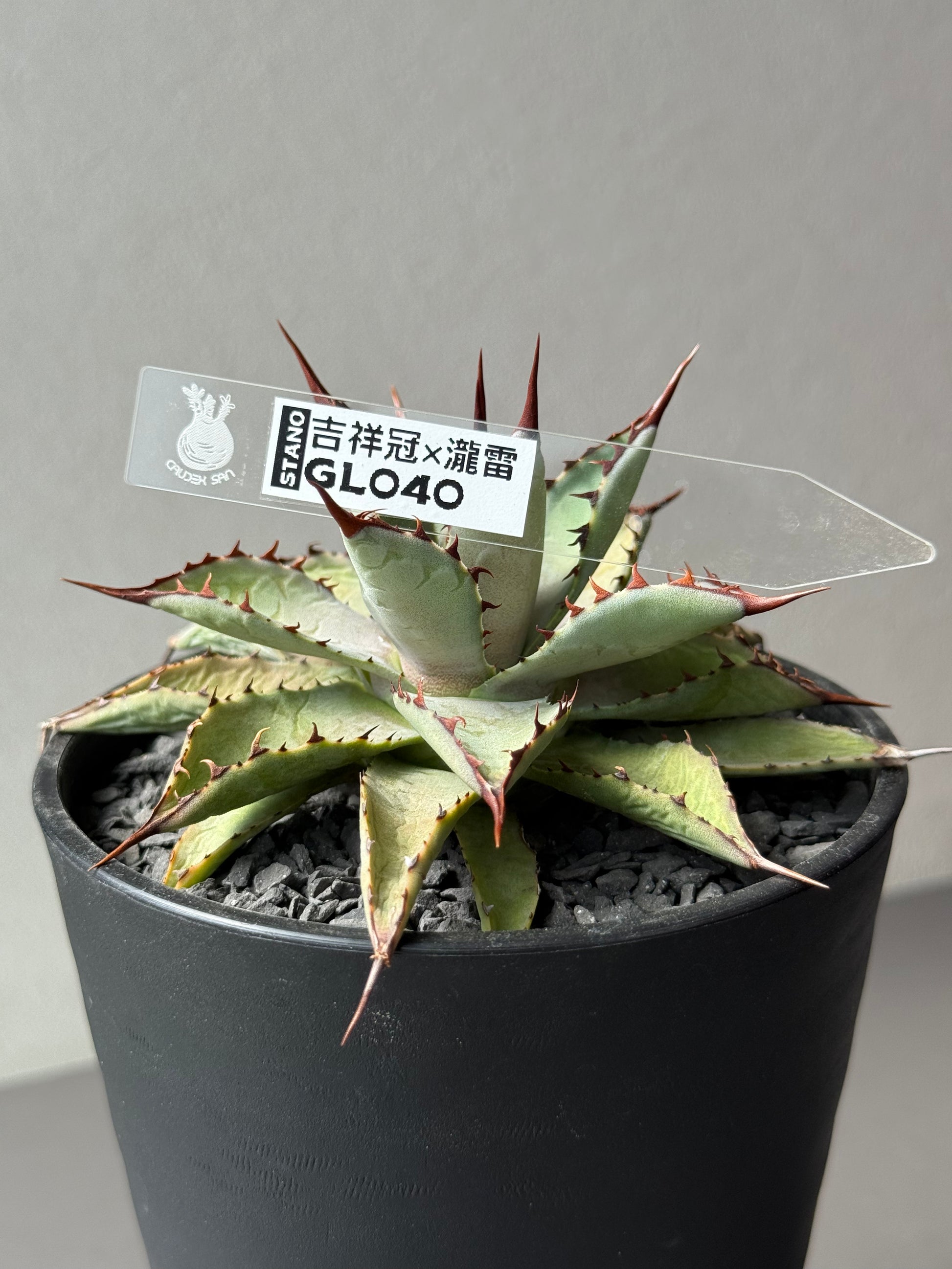 【Stano.Lab】<br>アガベ ハイブリッド<br> 吉祥冠 x 瀧雷 GL040