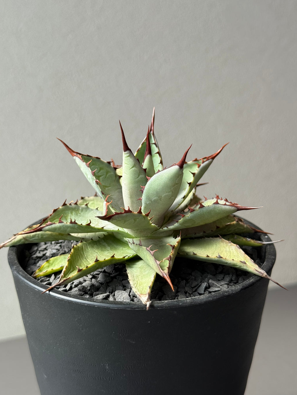 【Stano.Lab】<br>アガベ ハイブリッド<br> 吉祥冠 x 瀧雷 GL040