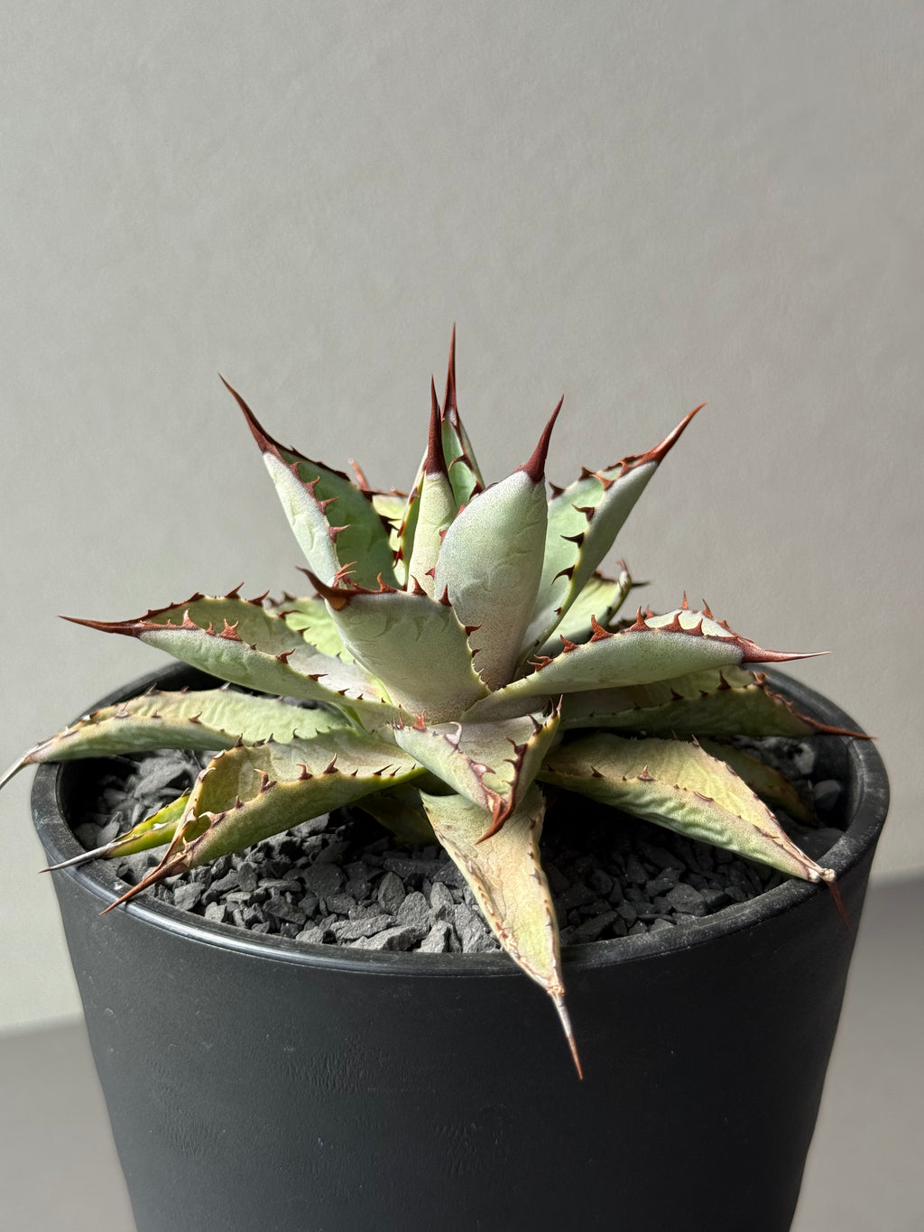 【Stano.Lab】<br>アガベ ハイブリッド<br> 吉祥冠 x 瀧雷 GL040