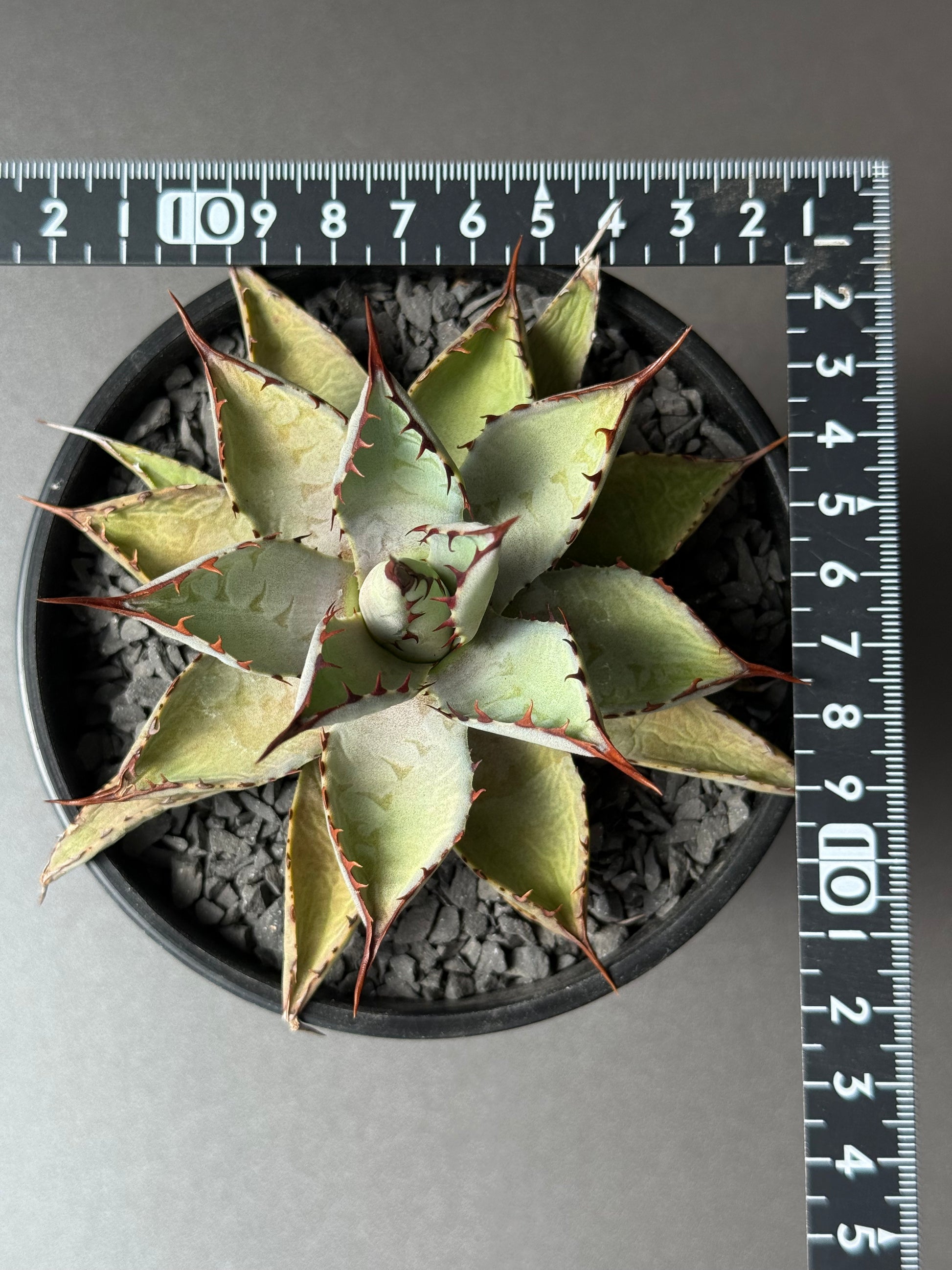 【Stano.Lab】<br>アガベ ハイブリッド<br> 吉祥冠 x 瀧雷 GL040