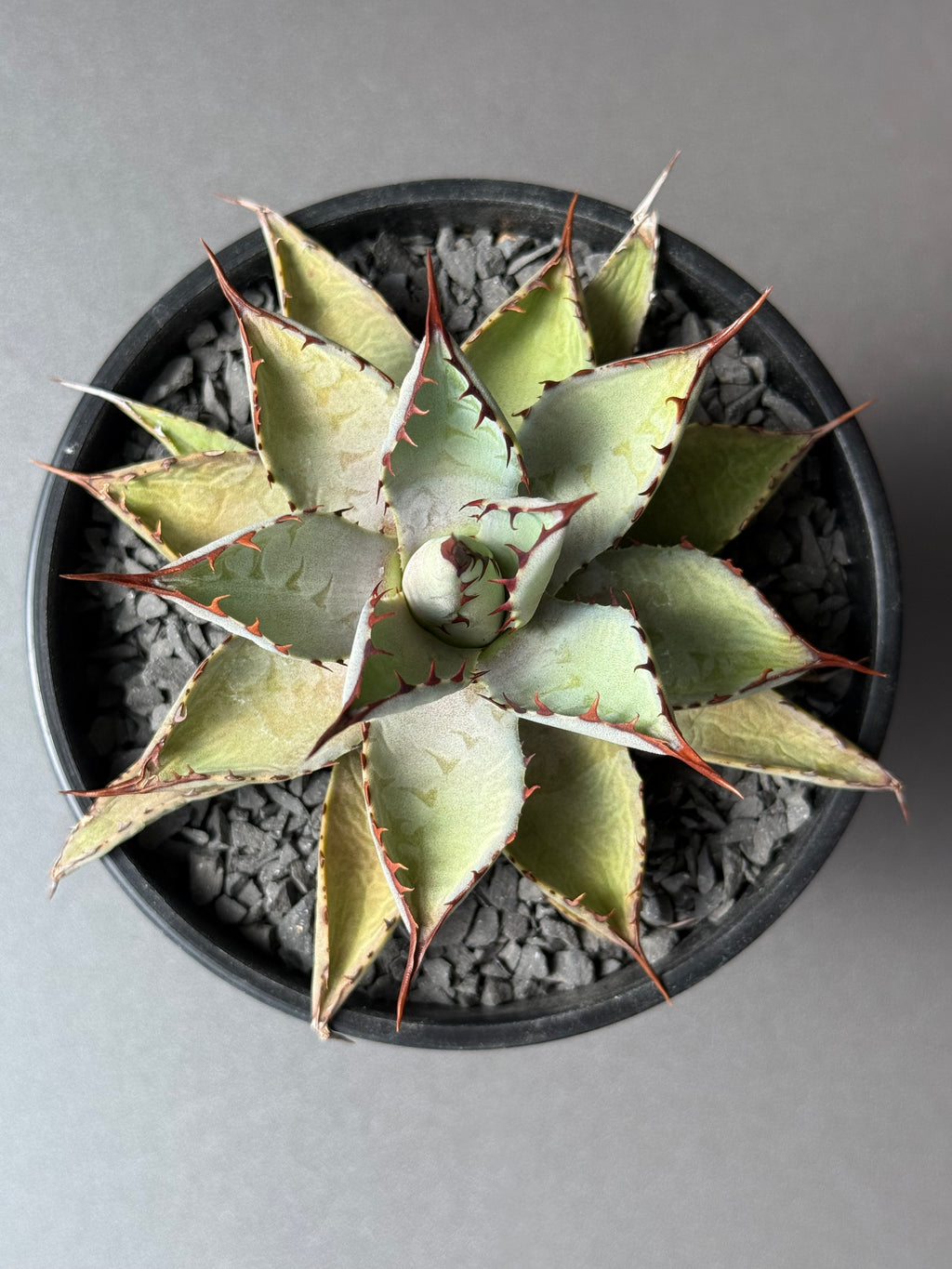 【Stano.Lab】<br>アガベ ハイブリッド<br> 吉祥冠 x 瀧雷 GL040