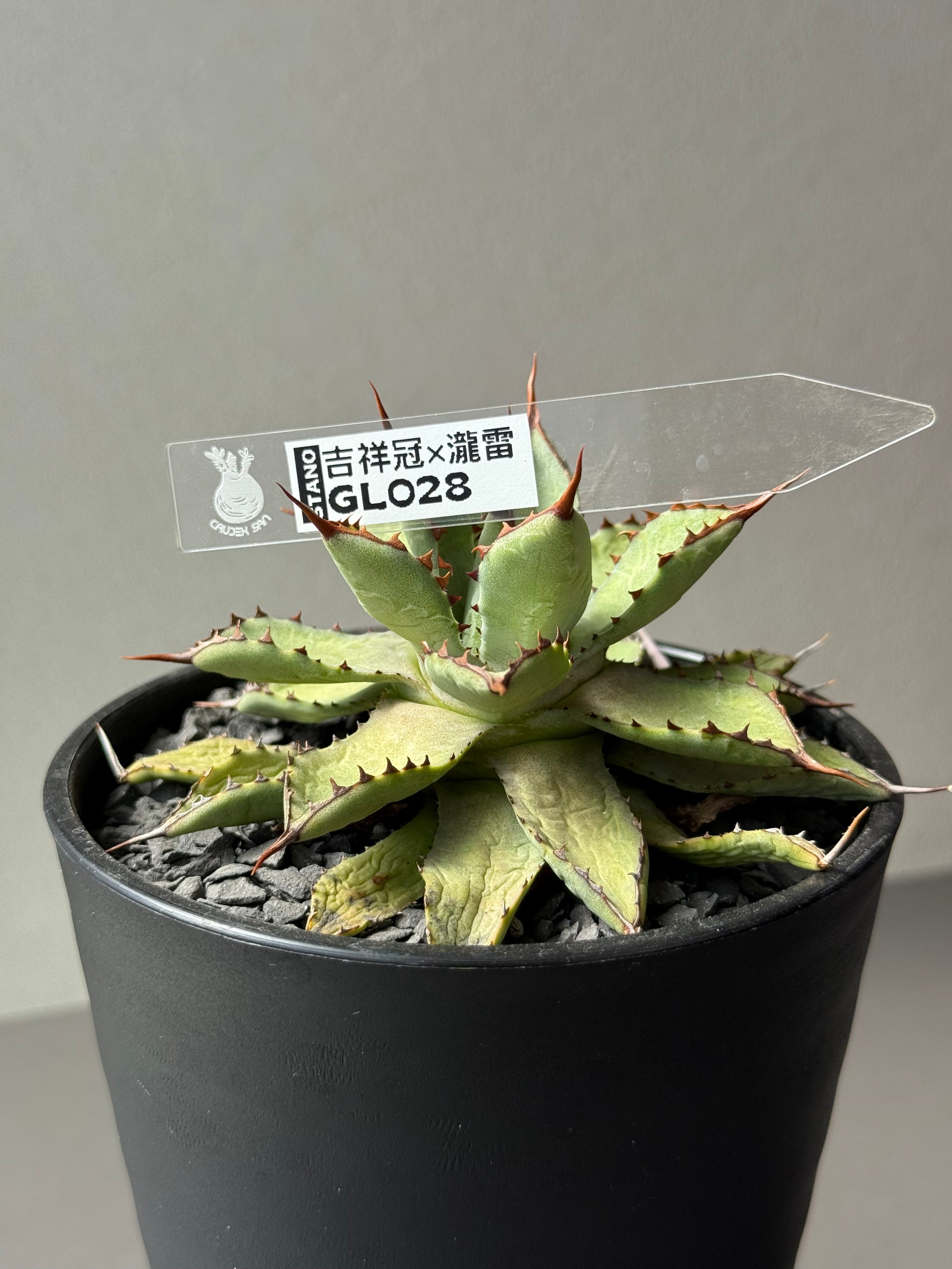 【Stano.Lab】<br>アガベ ハイブリッド<br> 吉祥冠 x 瀧雷 GL028