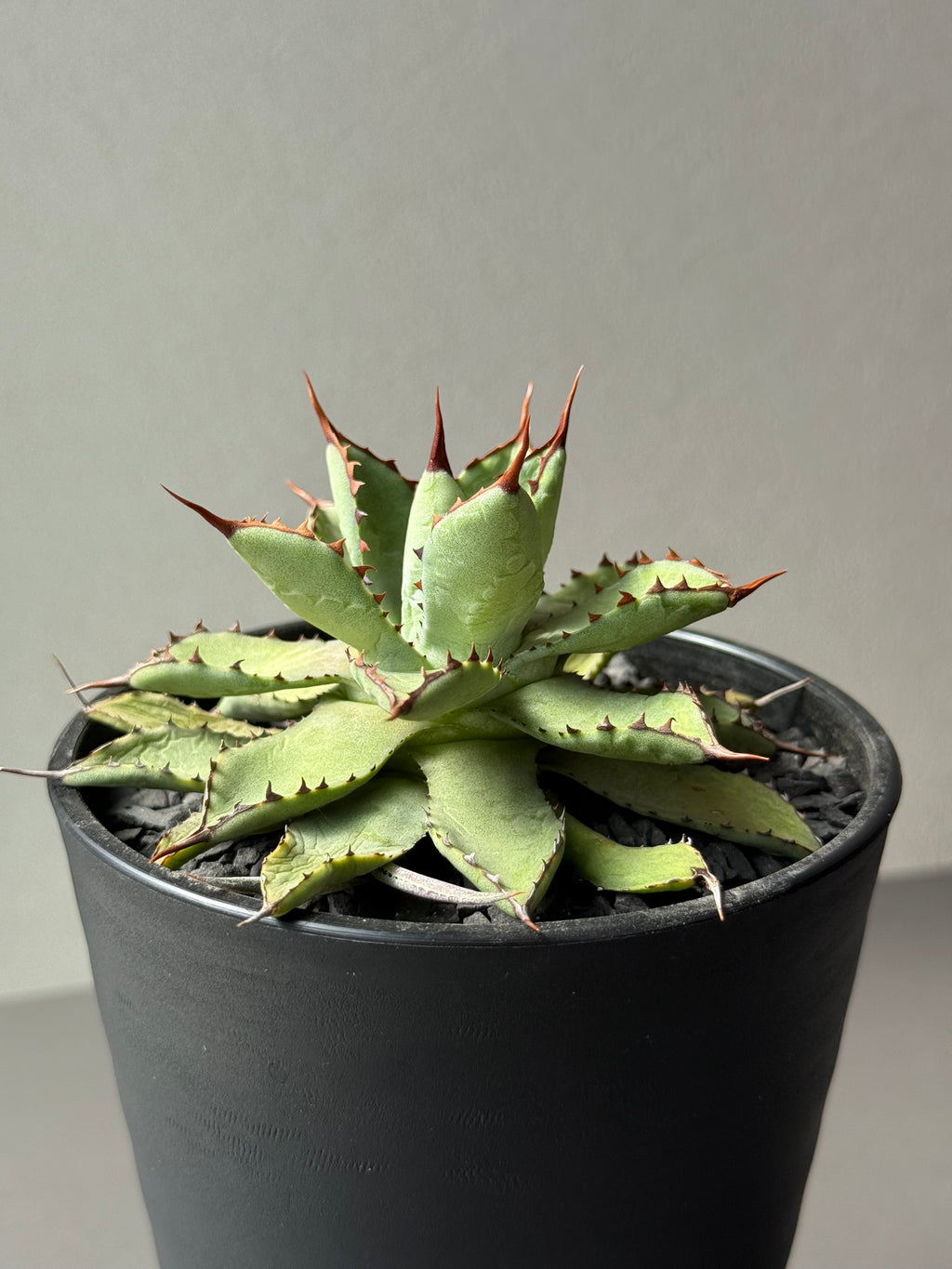 【Stano.Lab】<br>アガベ ハイブリッド<br> 吉祥冠 x 瀧雷 GL028