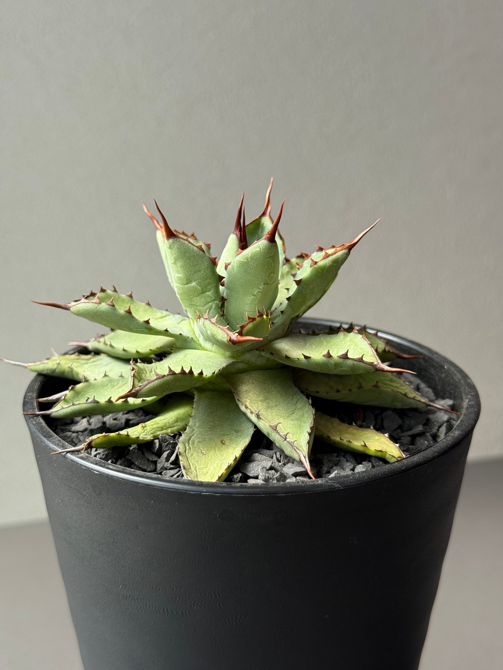 【Stano.Lab】<br>アガベ ハイブリッド<br> 吉祥冠 x 瀧雷 GL028