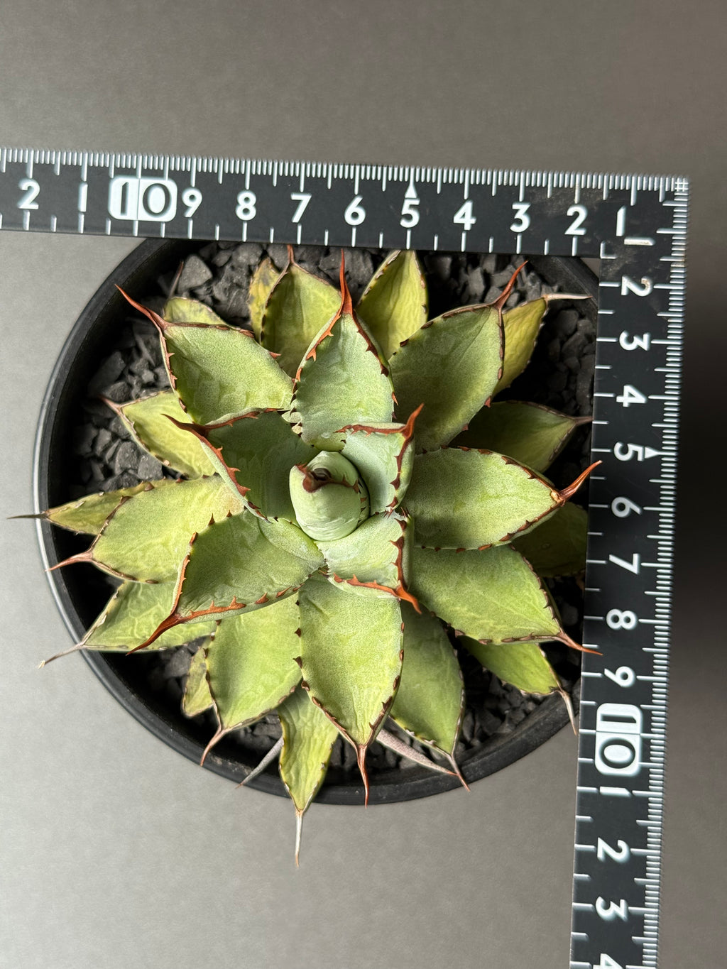 【Stano.Lab】<br>アガベ ハイブリッド<br> 吉祥冠 x 瀧雷 GL028