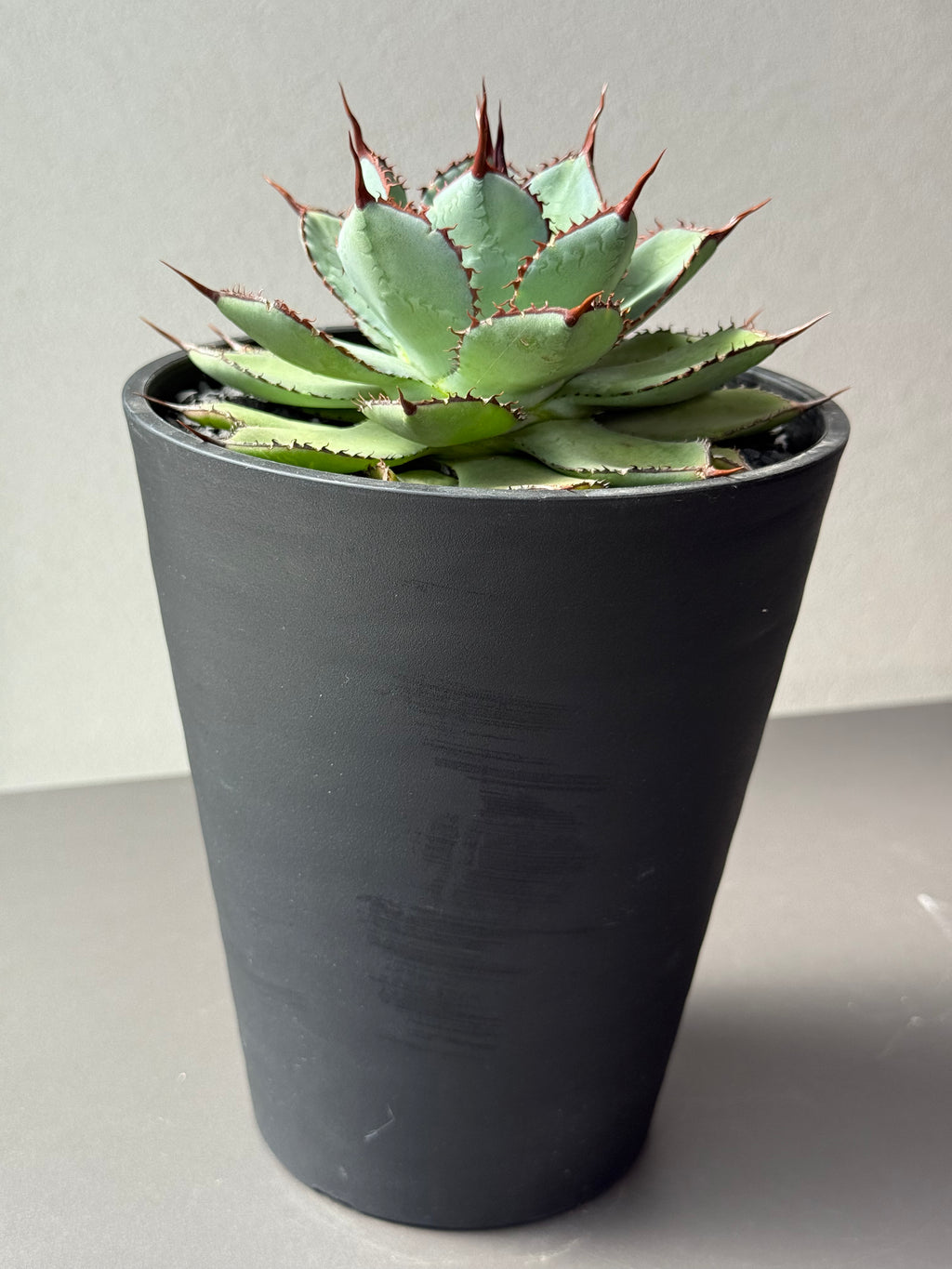 【Stano.Lab】<br>アガベ ハイブリッド<br> 吉祥冠 x 瀧雷 GL042