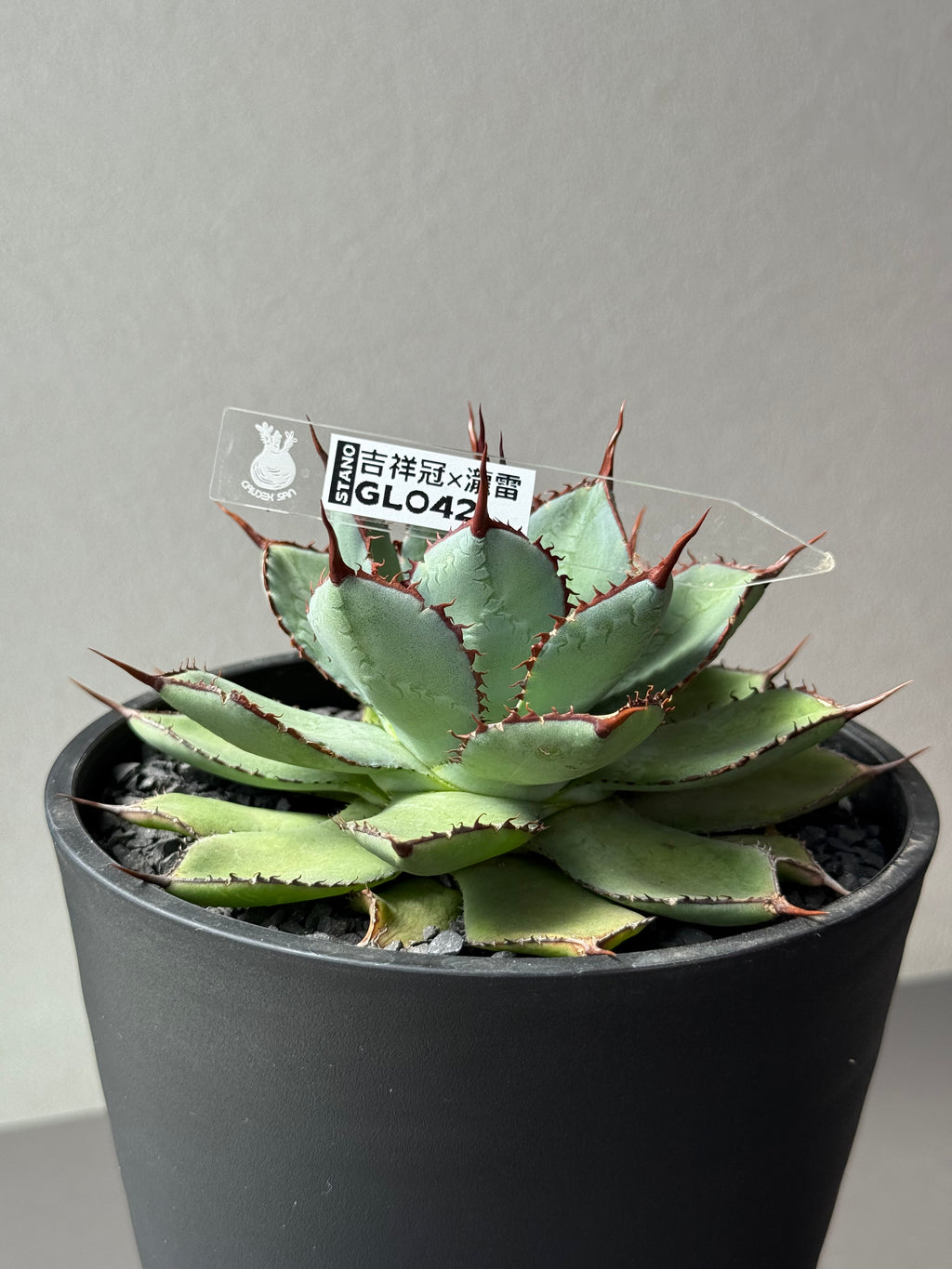 【Stano.Lab】<br>アガベ ハイブリッド<br> 吉祥冠 x 瀧雷 GL042