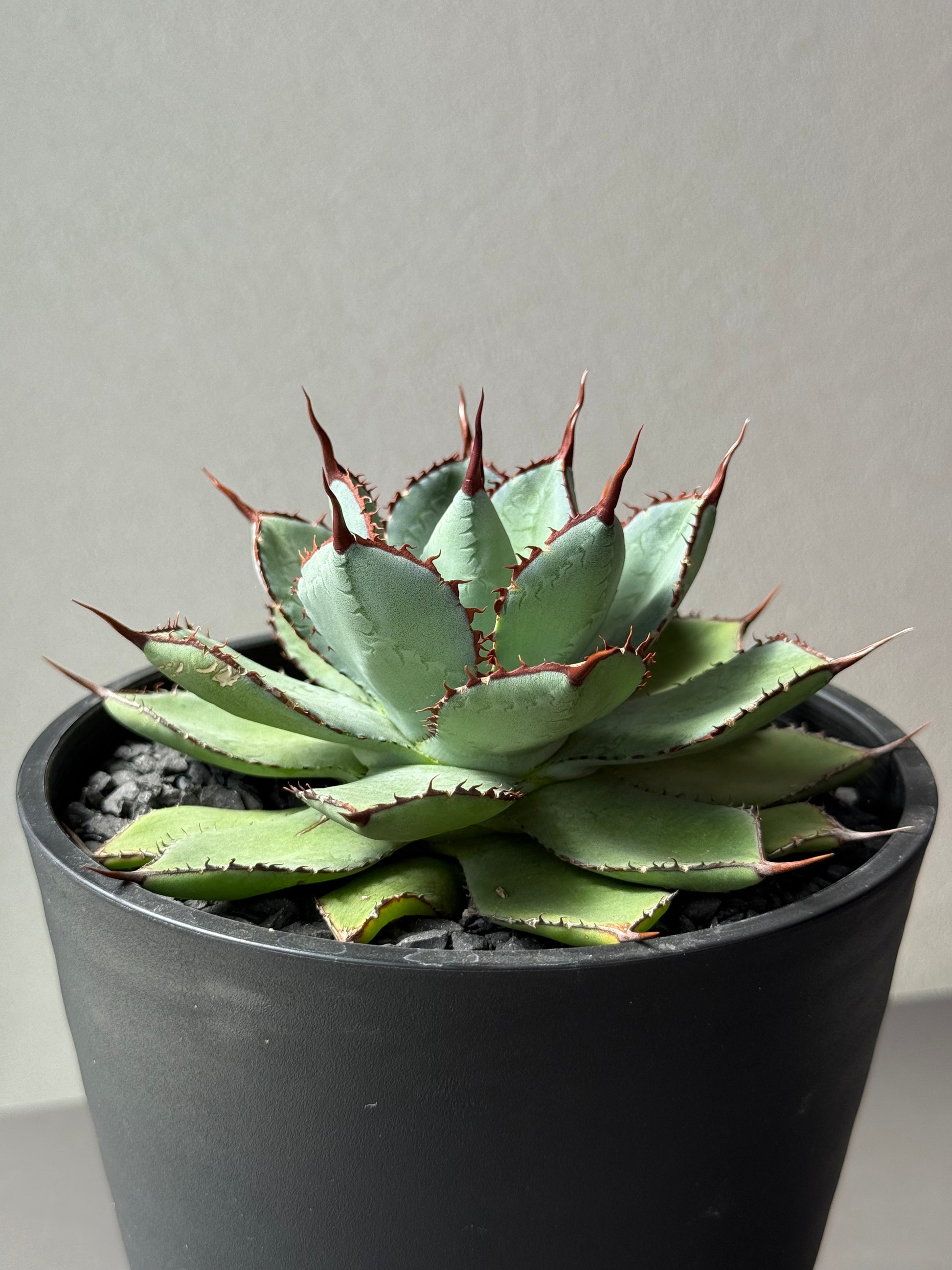 【Stano.Lab】<br>アガベ ハイブリッド<br> 吉祥冠 x 瀧雷 GL042