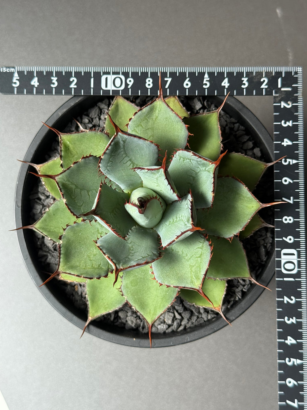 【Stano.Lab】<br>アガベ ハイブリッド<br> 吉祥冠 x 瀧雷 GL042