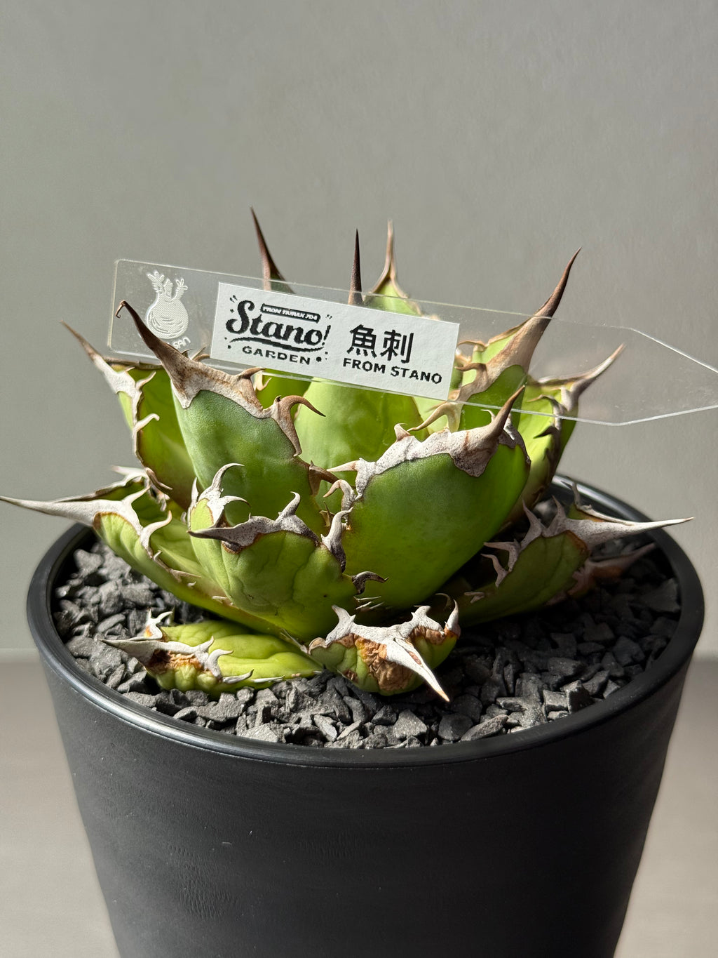 【Stano.Lab】<br>アガベ チタノタ<br> 'フィッシュ ボーン' GT-4
