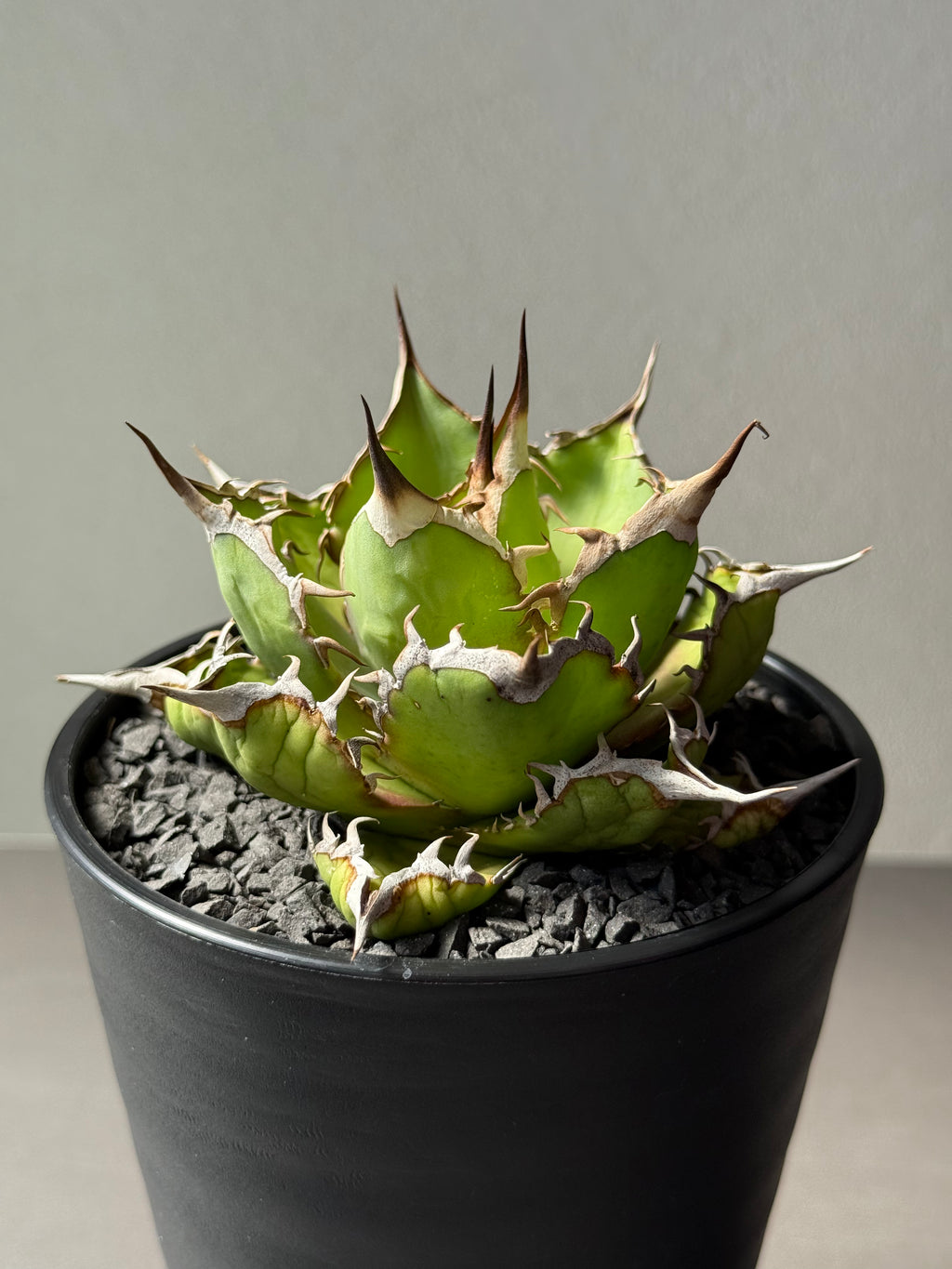 【Stano.Lab】<br>アガベ チタノタ<br> 'フィッシュ ボーン' GT-4