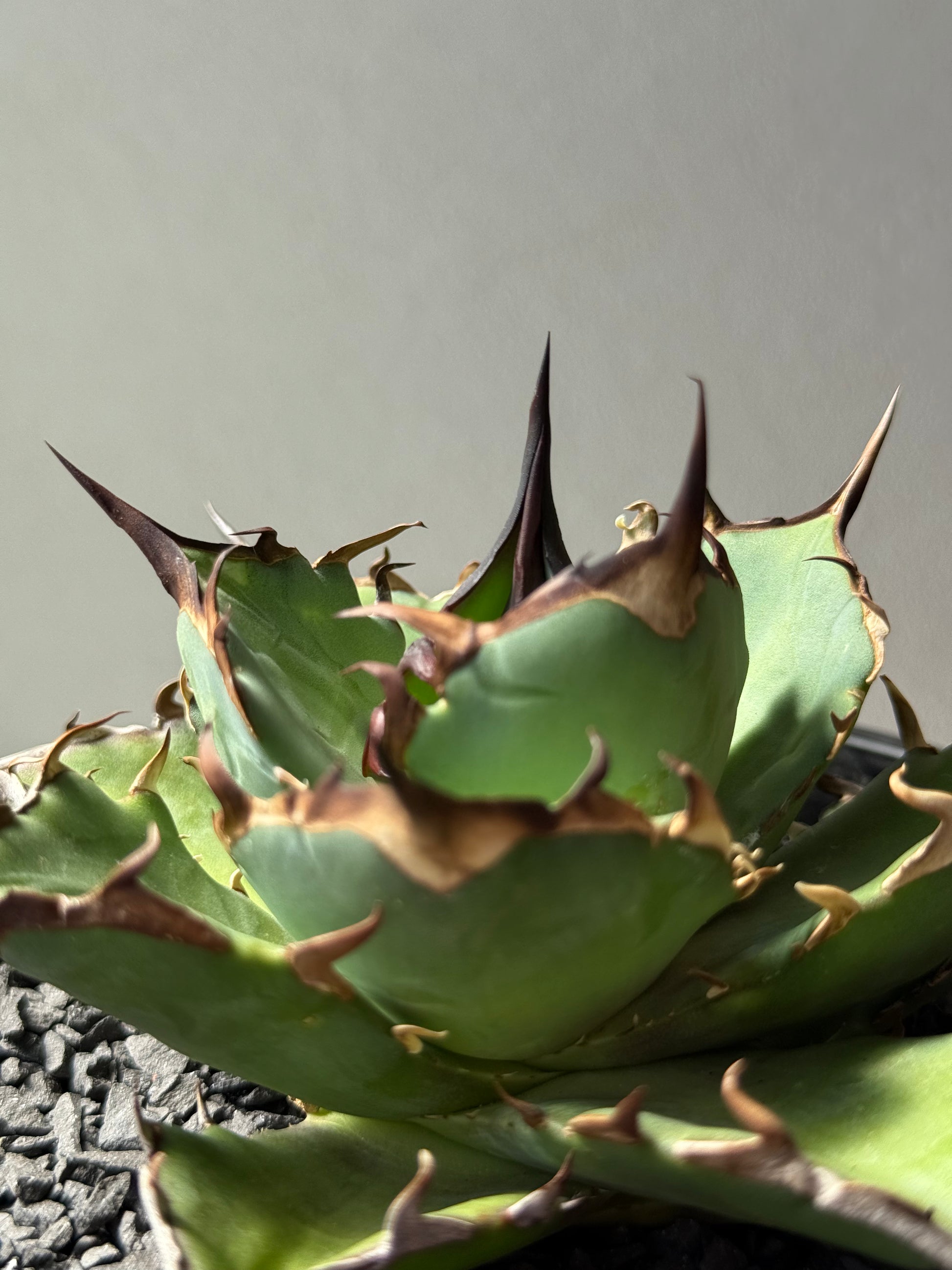 【Stano.Lab】<br>アガベ チタノタ<br> 'ハデス'GT-5