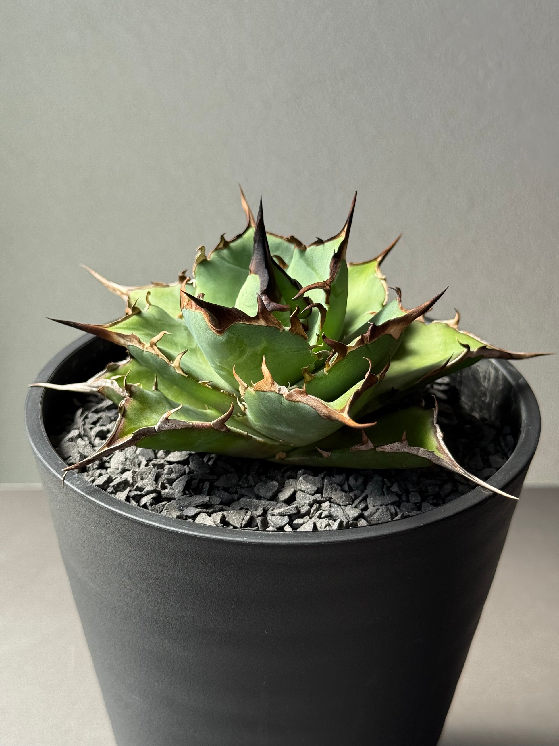 【Stano.Lab】<br>アガベ チタノタ<br> 'ハデス'GT-5