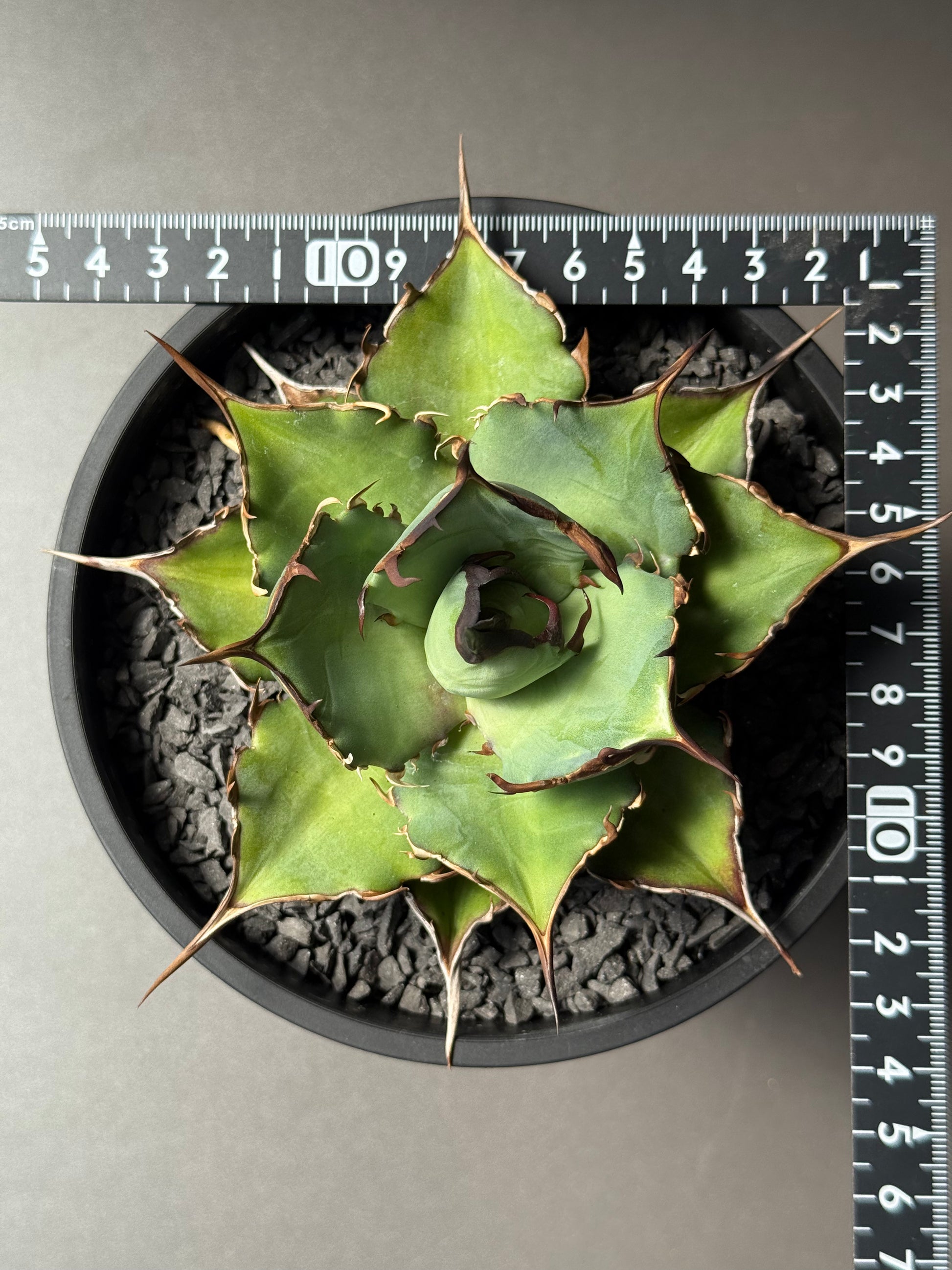 【Stano.Lab】<br>アガベ チタノタ<br> 'ハデス'GT-5