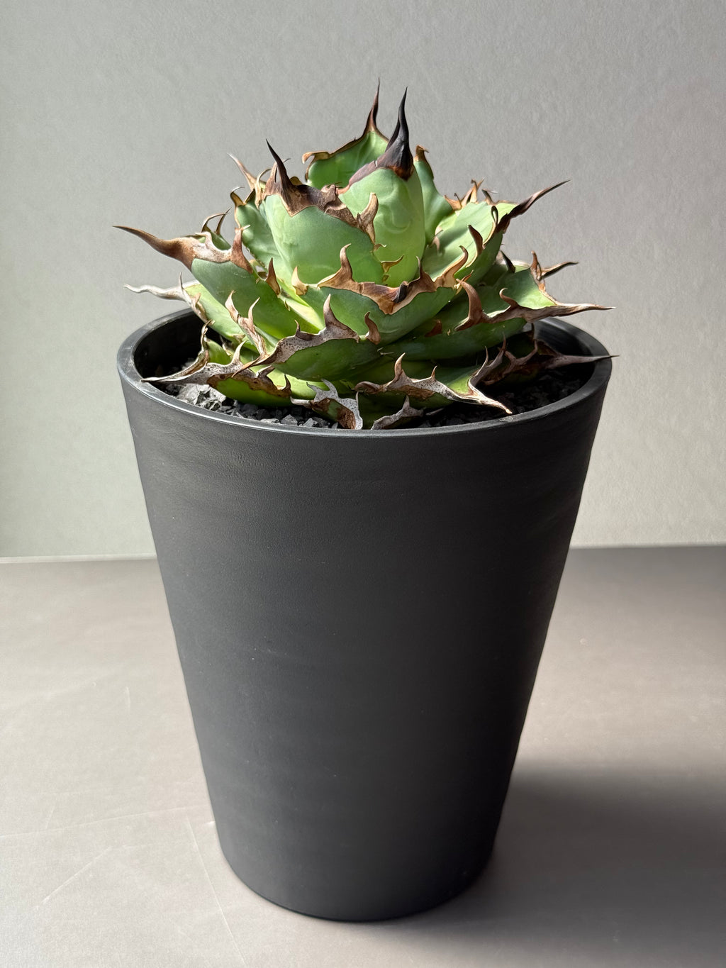 【Stano.Lab】<br>アガベ チタノタ<br> 'ハデス'GT-6