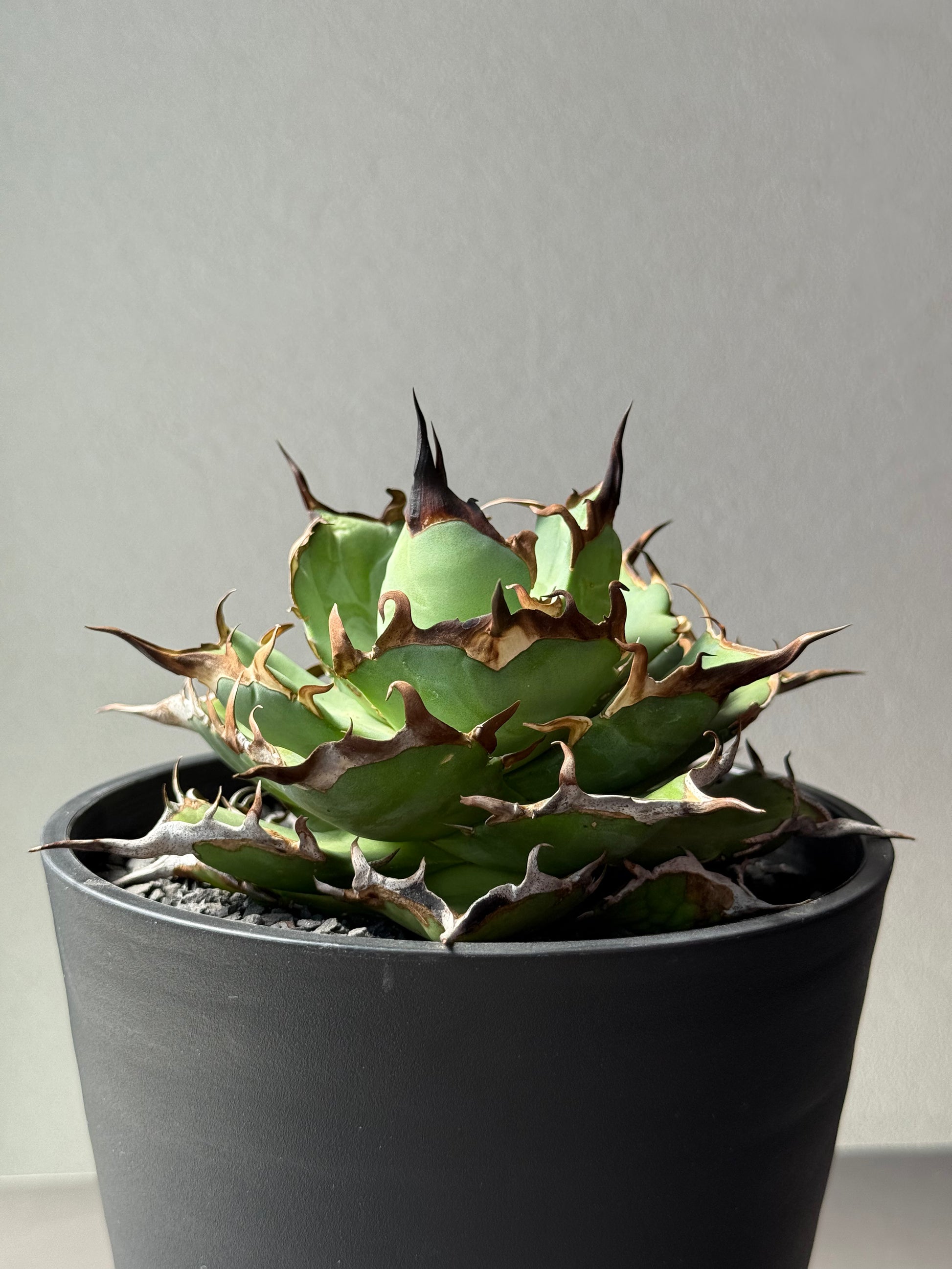 【Stano.Lab】<br>アガベ チタノタ<br> 'ハデス'GT-6