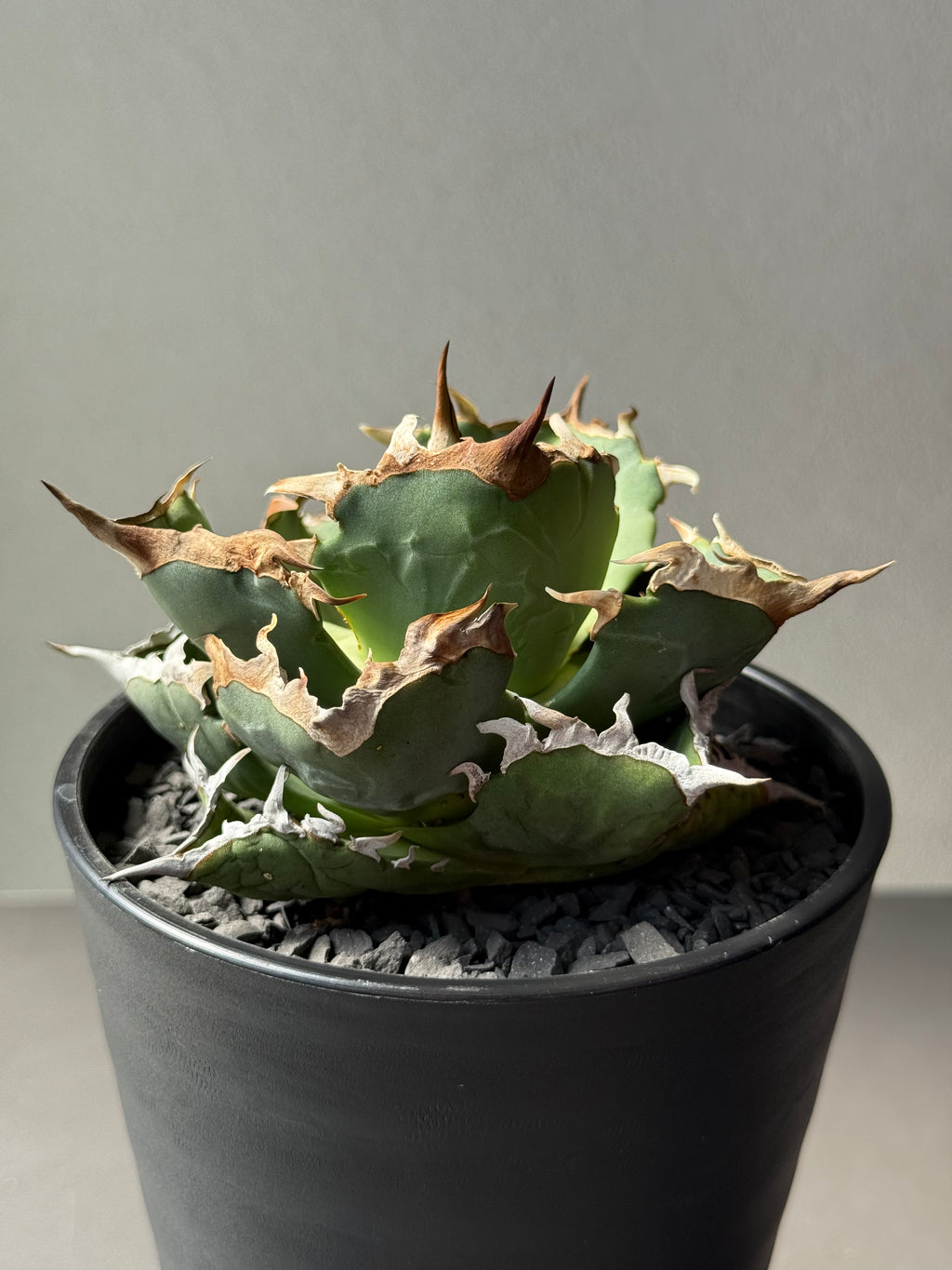 【Stano.Lab】<br>アガベ チタノタ<br> 'カニ' GT-7 初心者お薦め