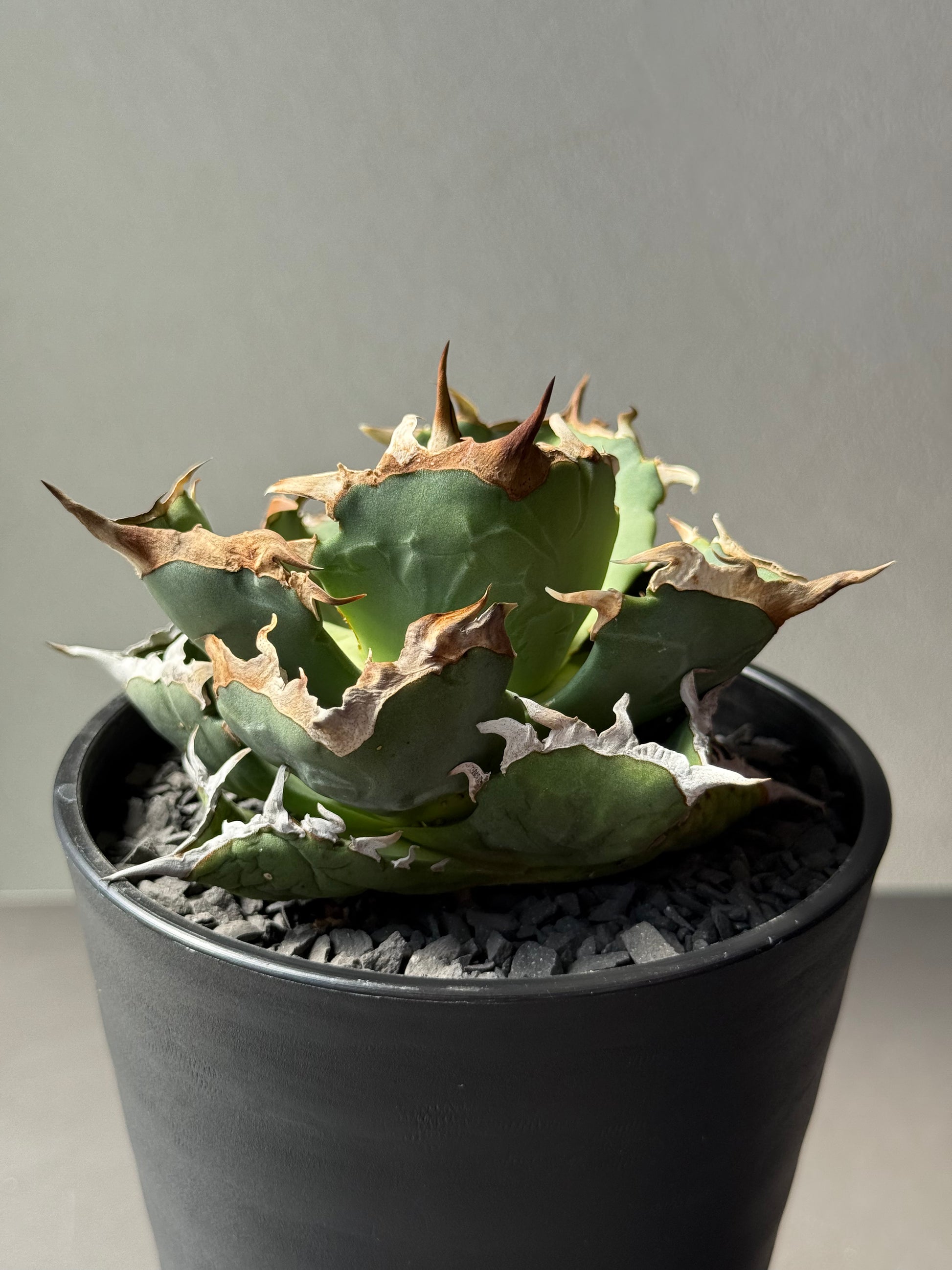 【Stano.Lab】<br>アガベ チタノタ<br> 'カニ' GT-7 初心者お薦め