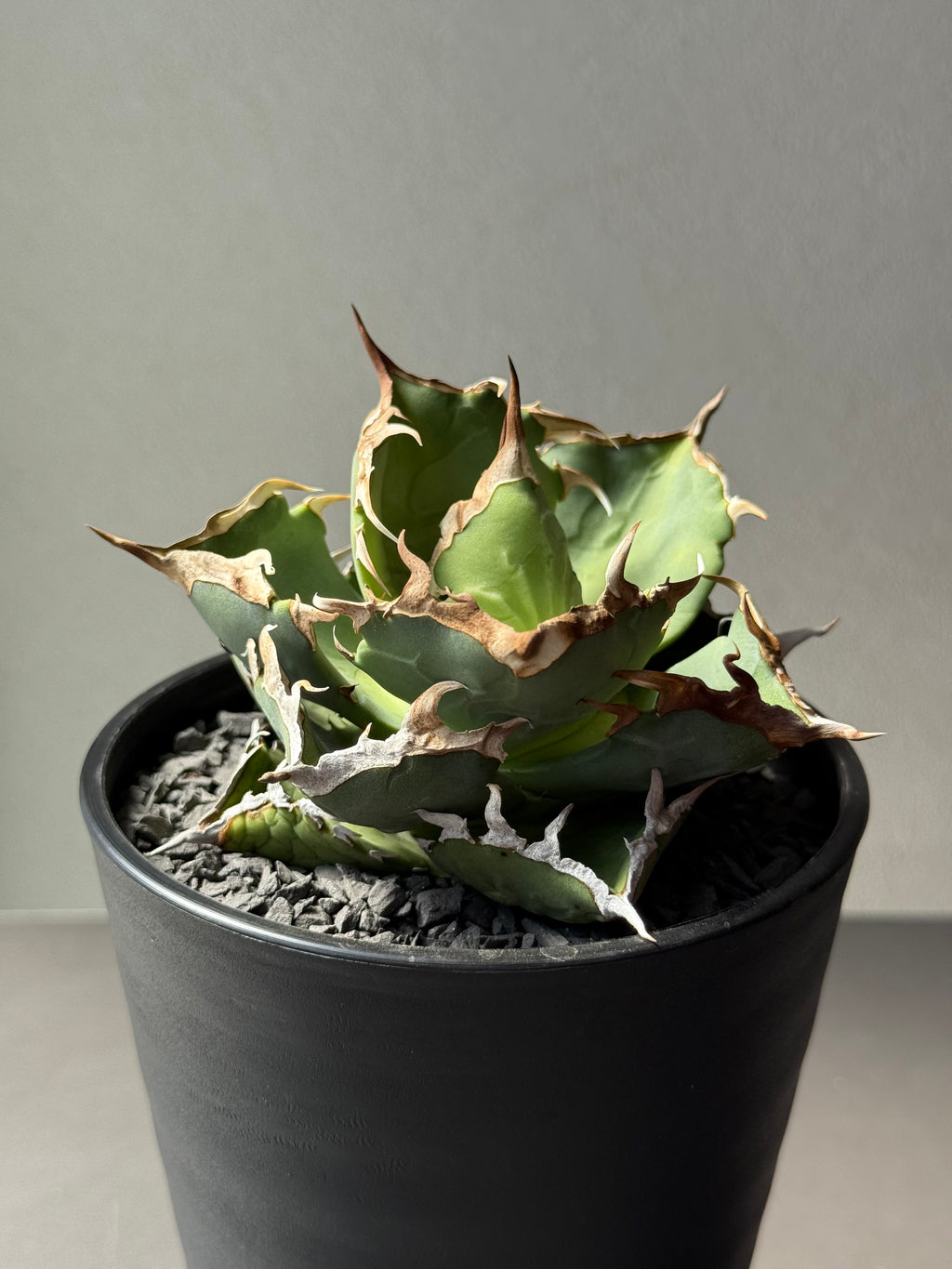 【Stano.Lab】<br>アガベ チタノタ<br> 'カニ' GT-7 初心者お薦め