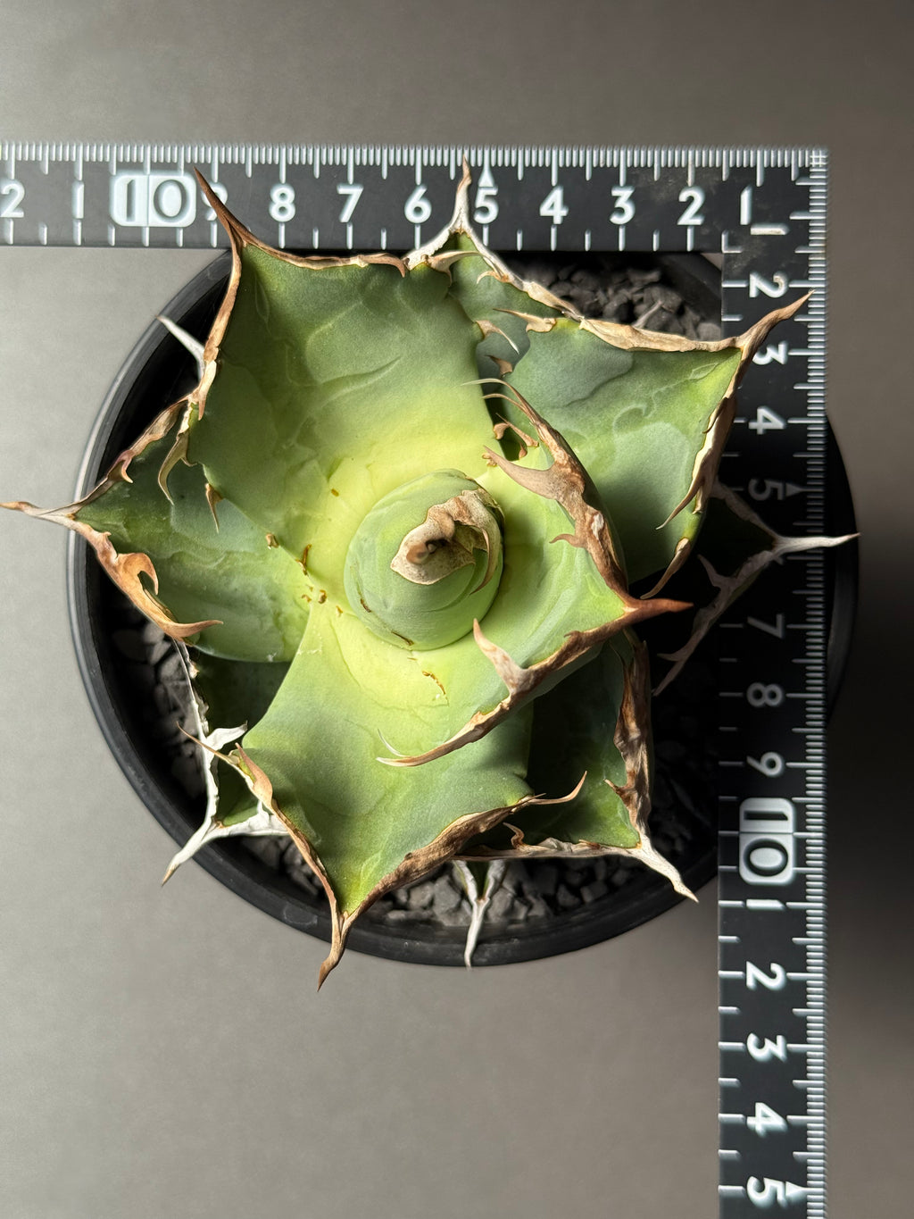 【Stano.Lab】<br>アガベ チタノタ<br> 'カニ' GT-7 初心者お薦め