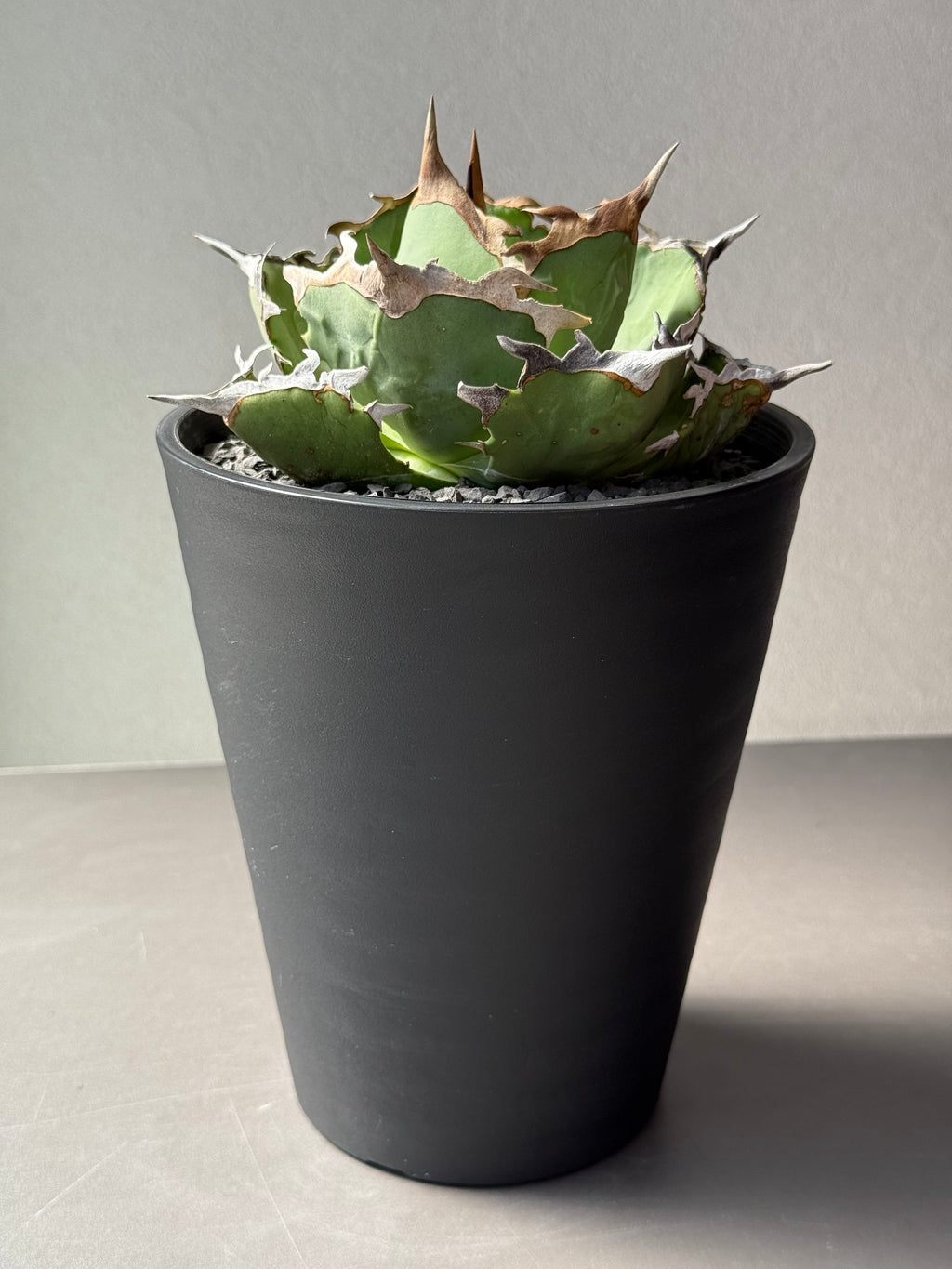 【Stano.Lab】<br>アガベ チタノタ<br> 'カニ' GT-8